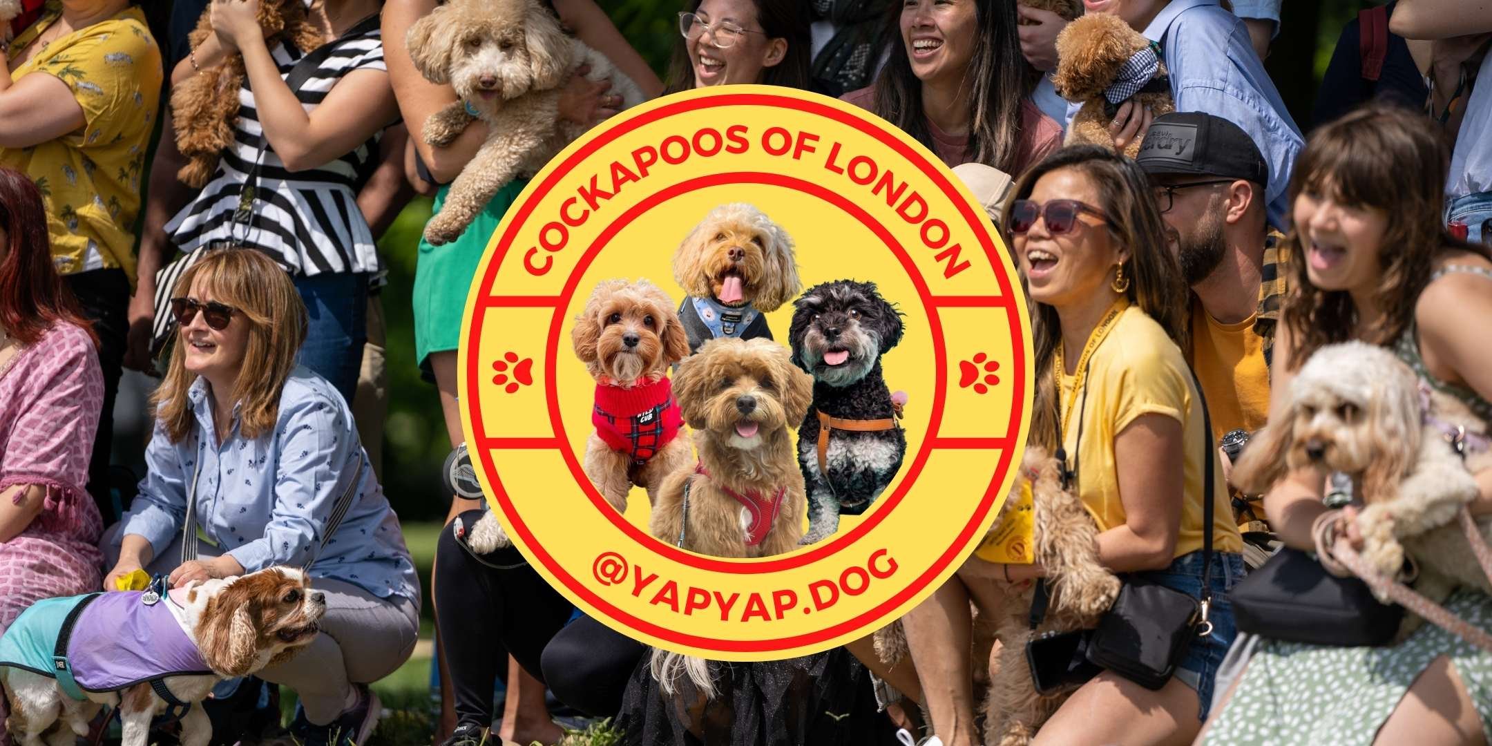 Party Cockapoo Cockapoo Carnival — YapYap
