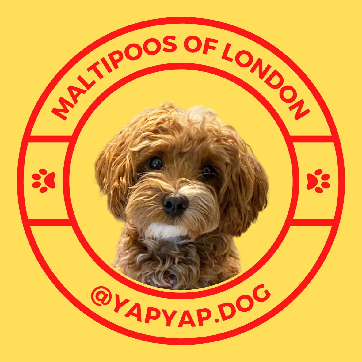Logo for Maltipoos of London featuring a cute brown Maltipoo puppy's face inside a circular red border with red paw prints and text on yellow background.