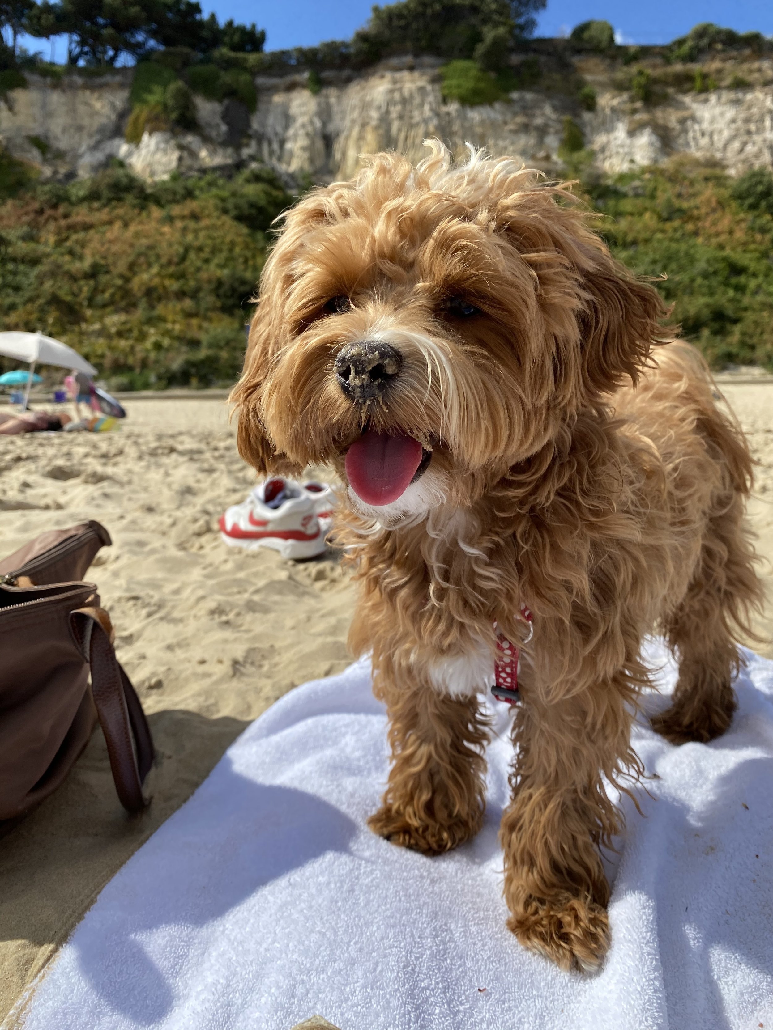 Dog-Friendly Beach Day Trips & Weekend Escapes from London — Button’s Top Picks