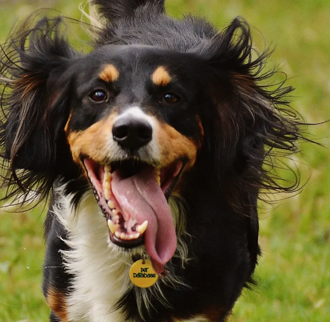 Pet Database