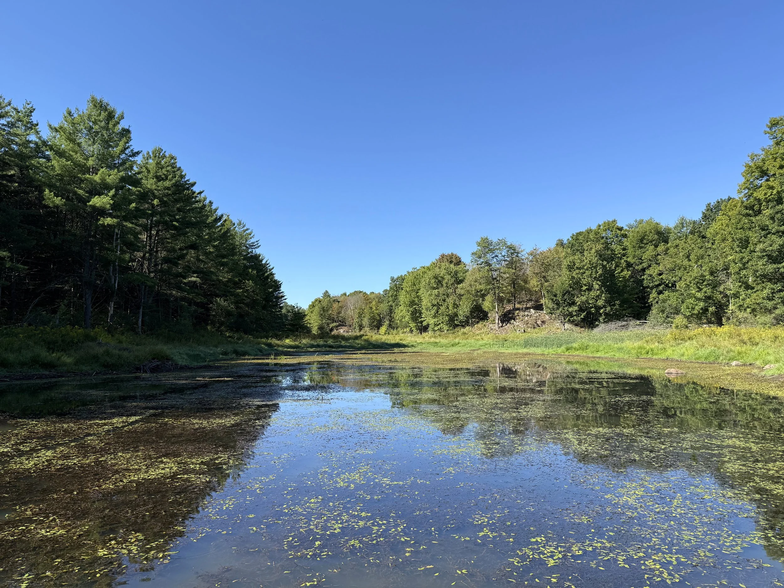 Polly Creek along Wolfe Trail