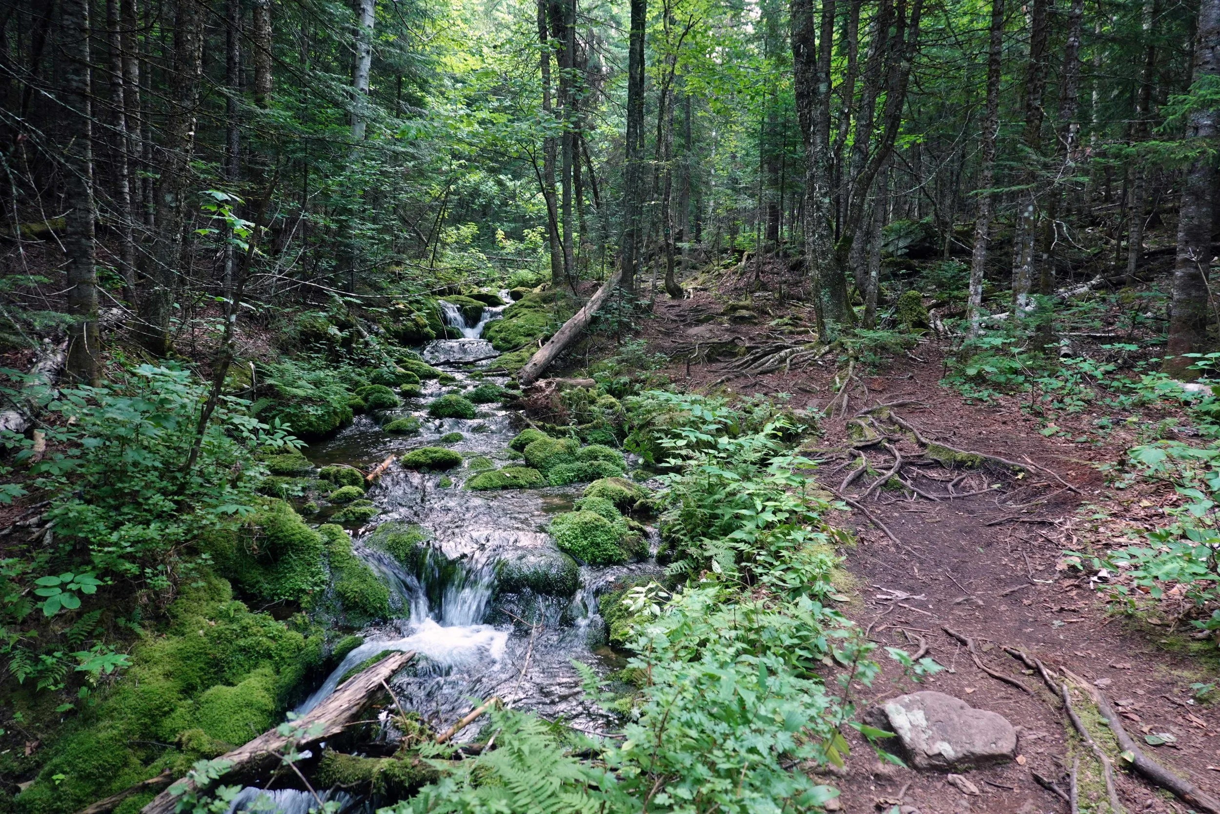 Mount Carleton Trail
