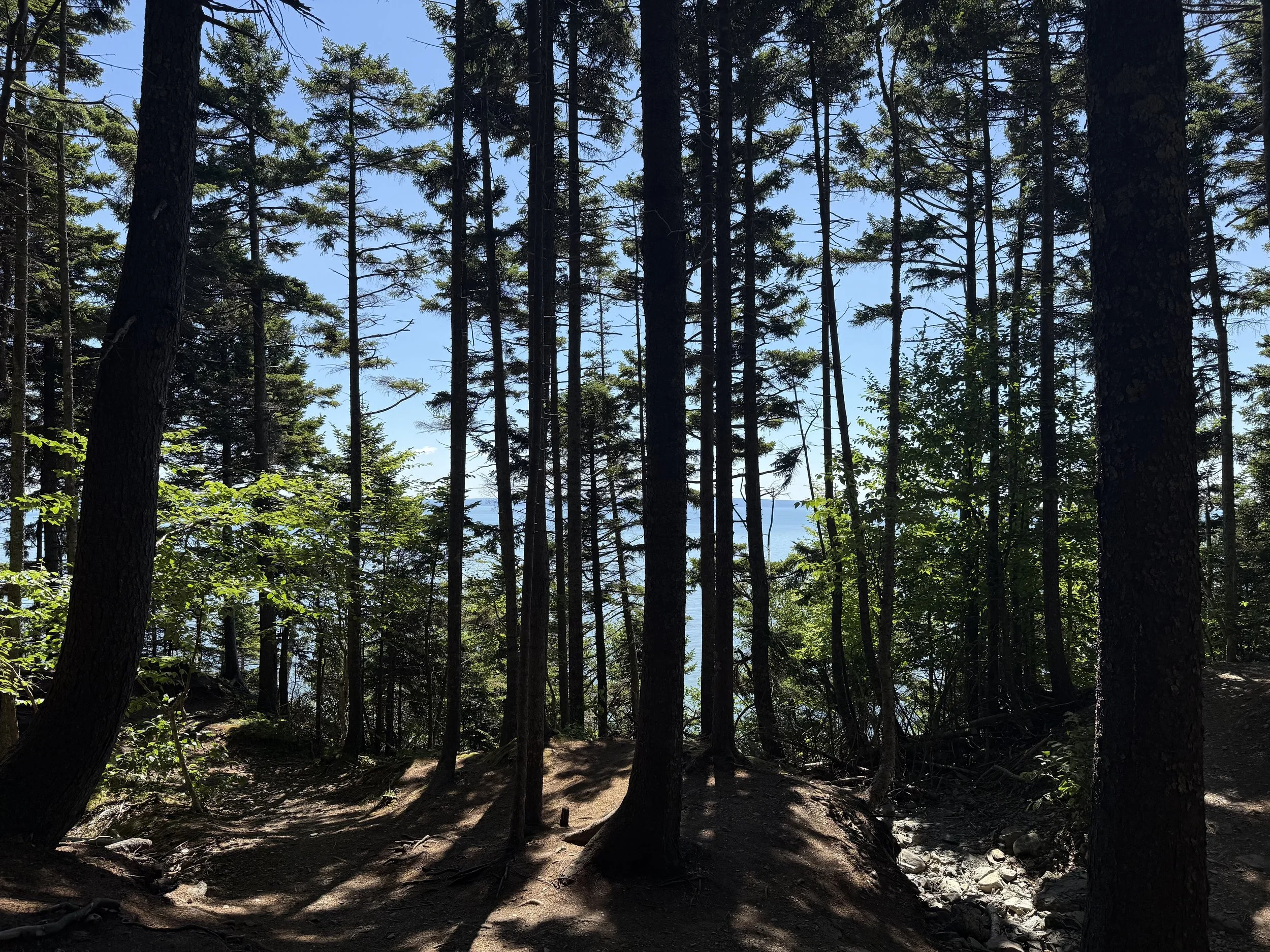 If You Go Down to the Woods Today …