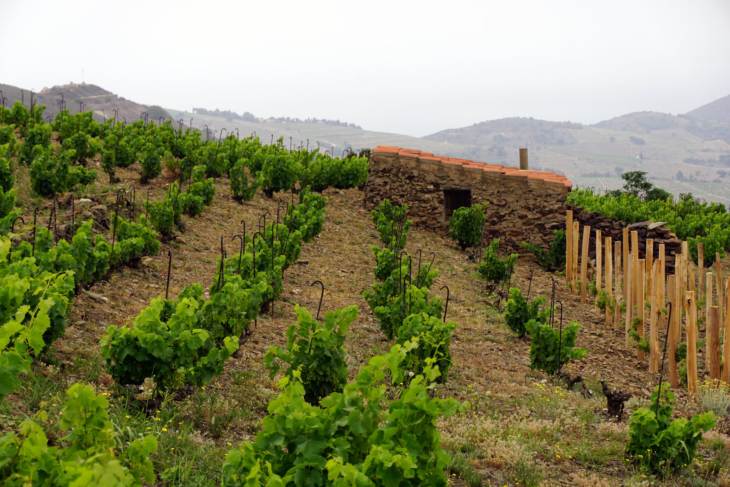 Vineyard, west of Banyuls-sur-Mer, France