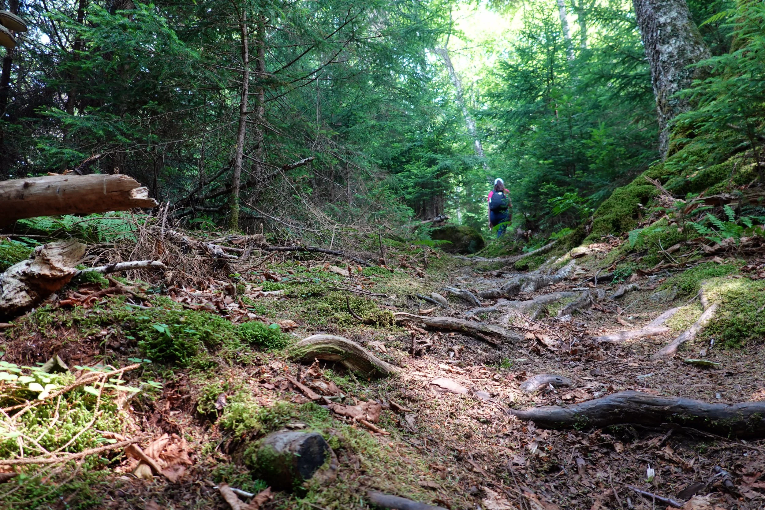 Coastal (West) Trail