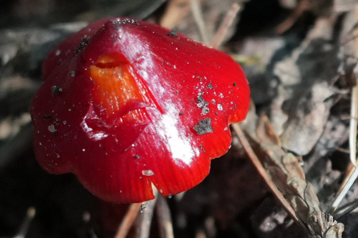 Waxcap on Georgian Trail