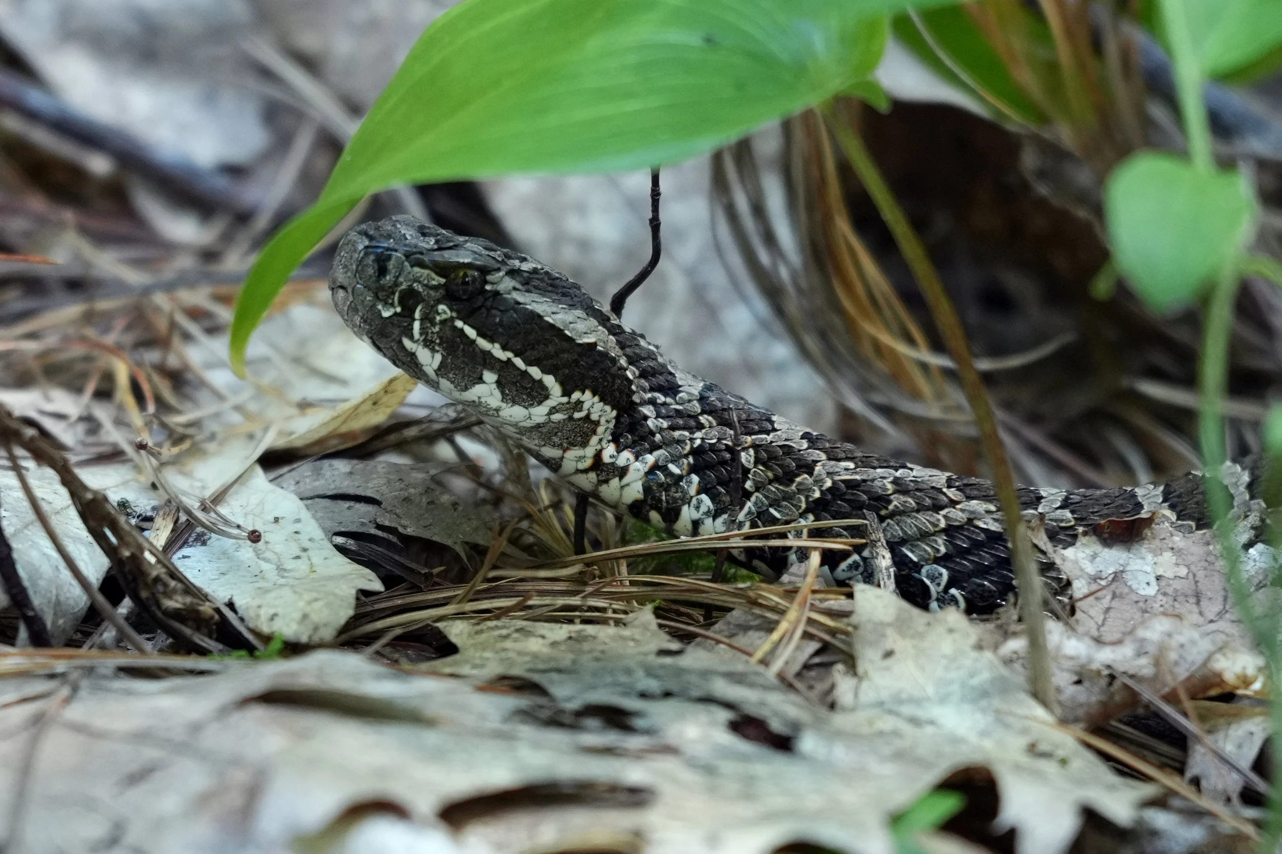 Massasauga Rattle Snake along Massasauga Trail