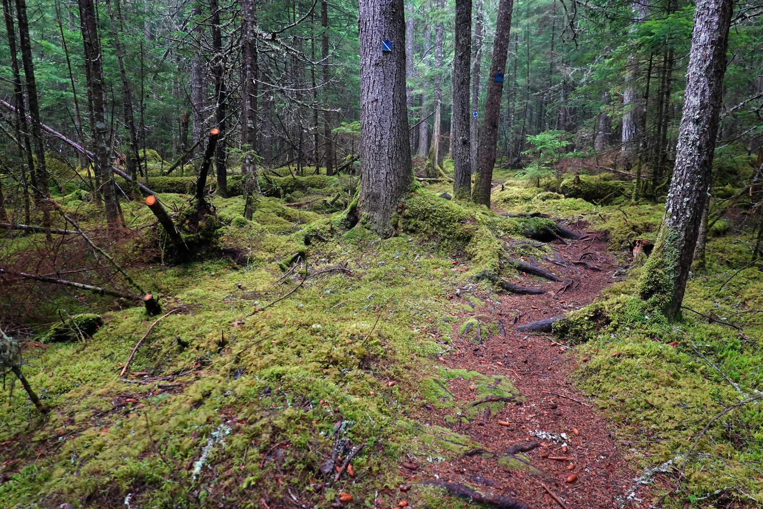 Bald Mountain Brook Trail