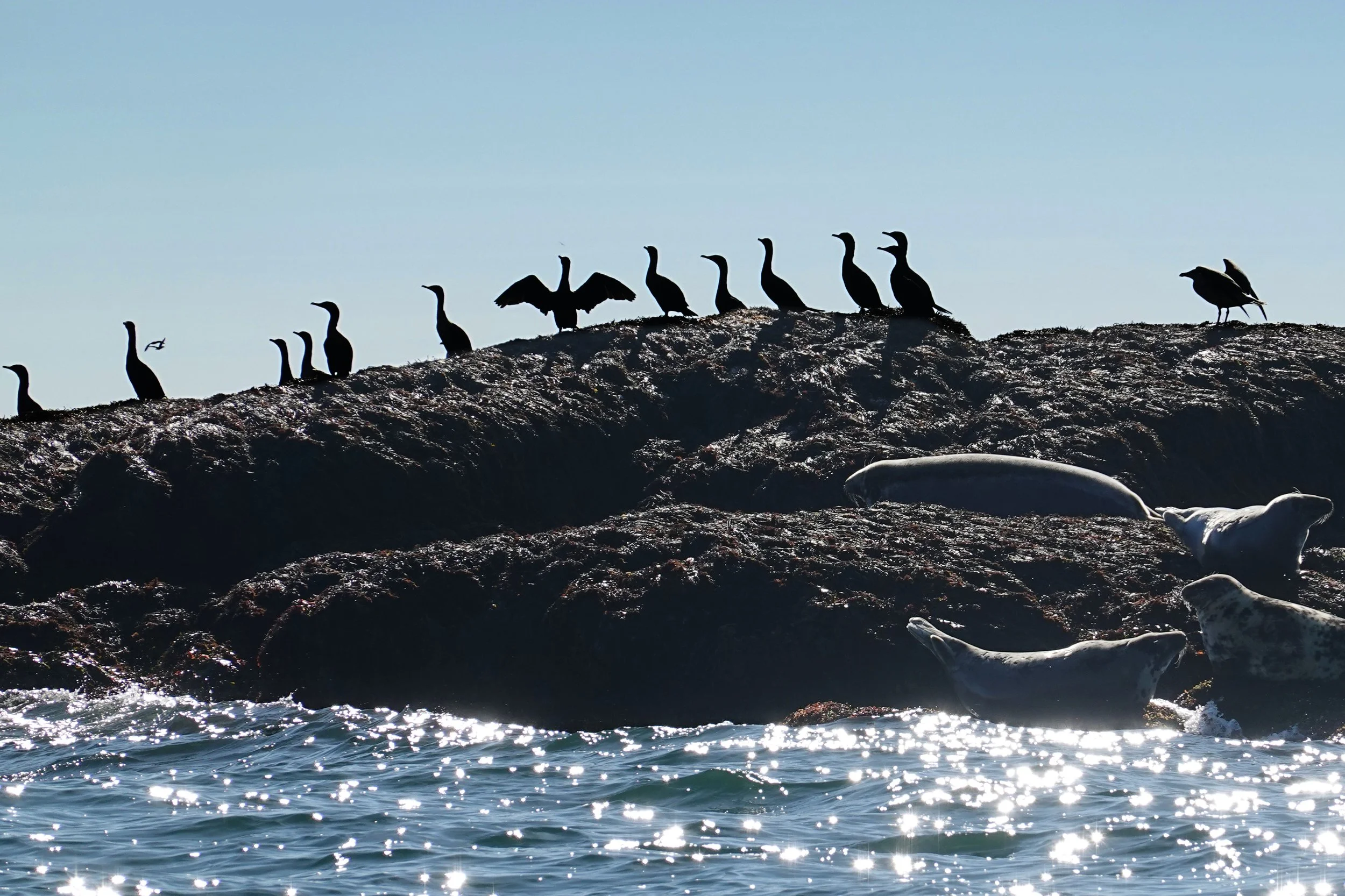 Wildlife on rocky outcrop northeast of Castalia Marsh