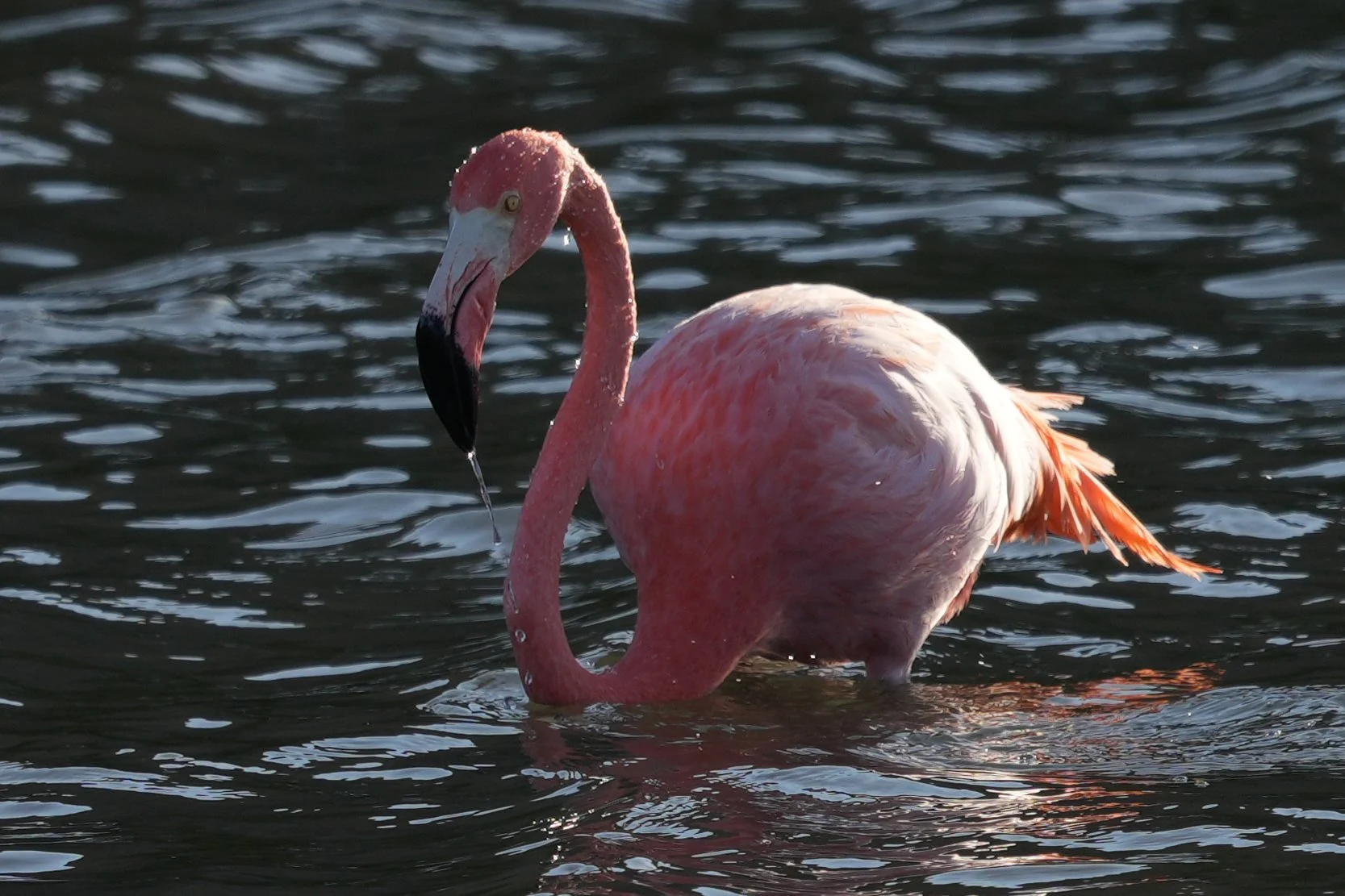 American flamingo