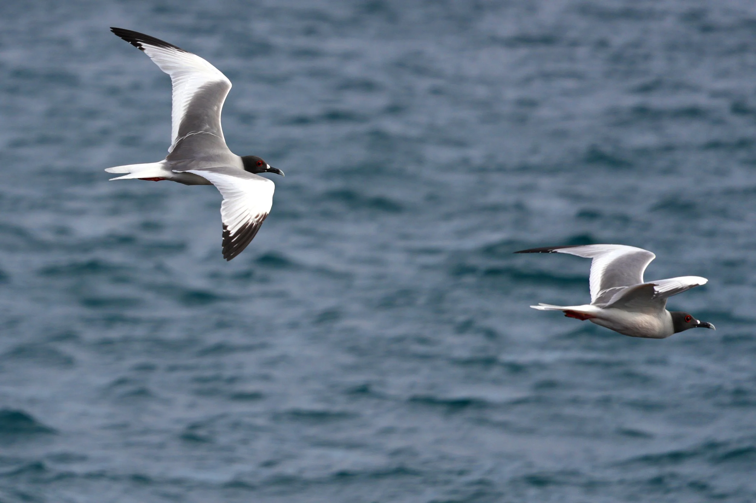 Swallow-tailed gulls