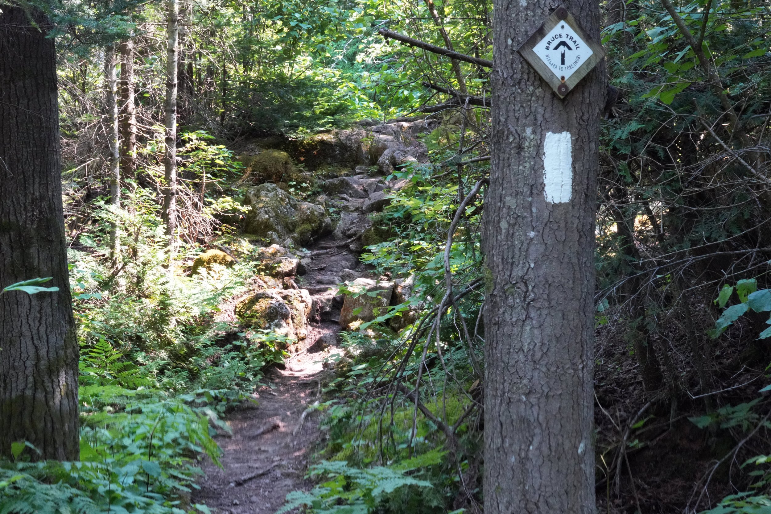 Bruce Trail at national park boundary north of  Dunks Bay Road