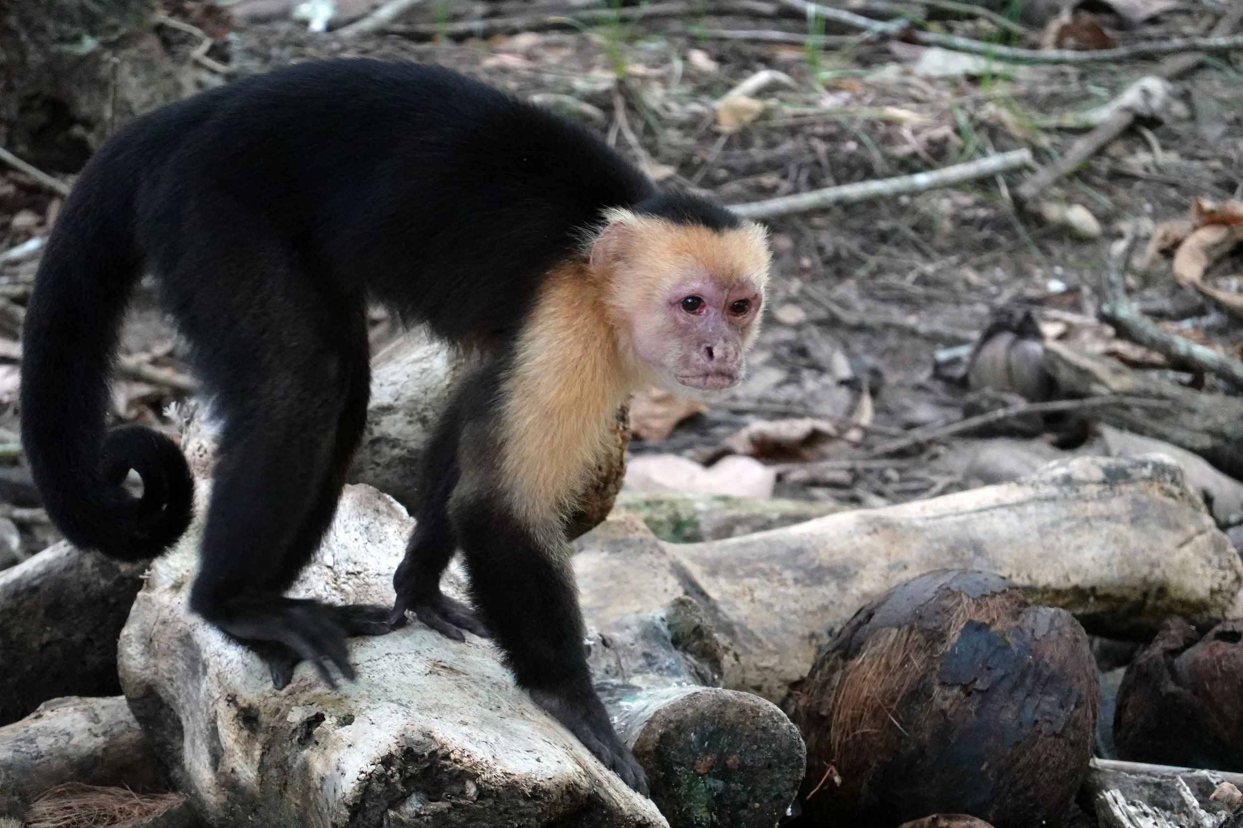 Capuchin monkey, Curú Wildlife Refuge