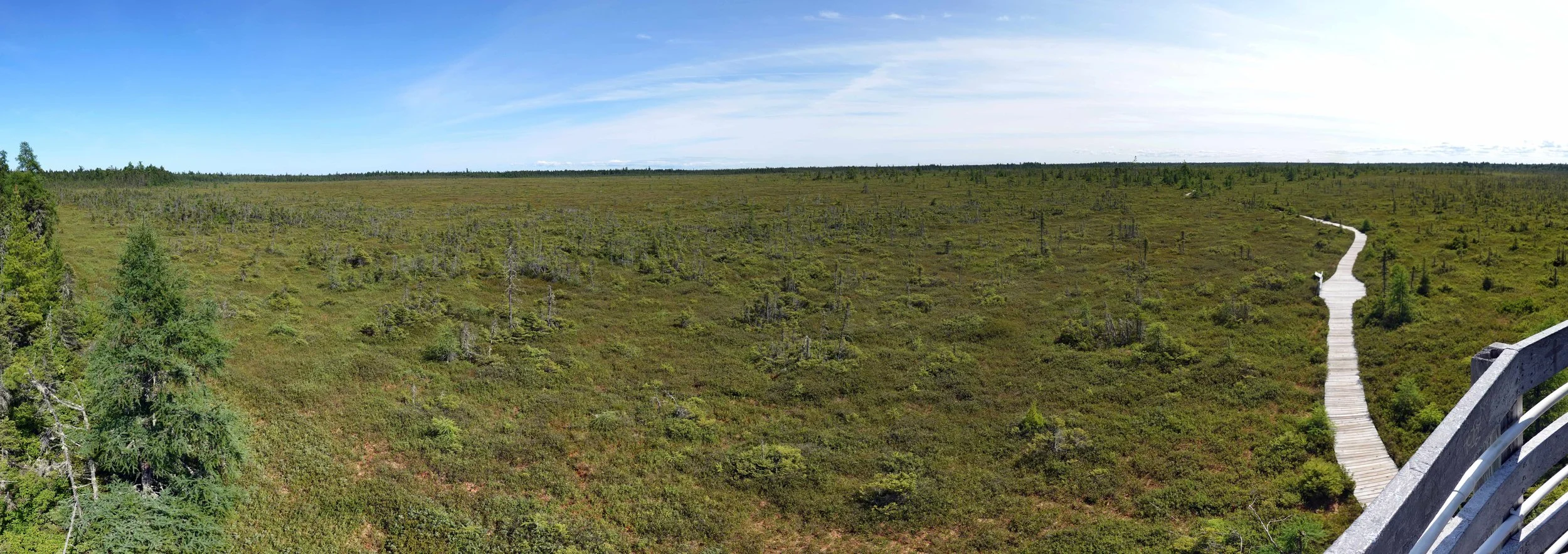 Bog Trail from observation tower