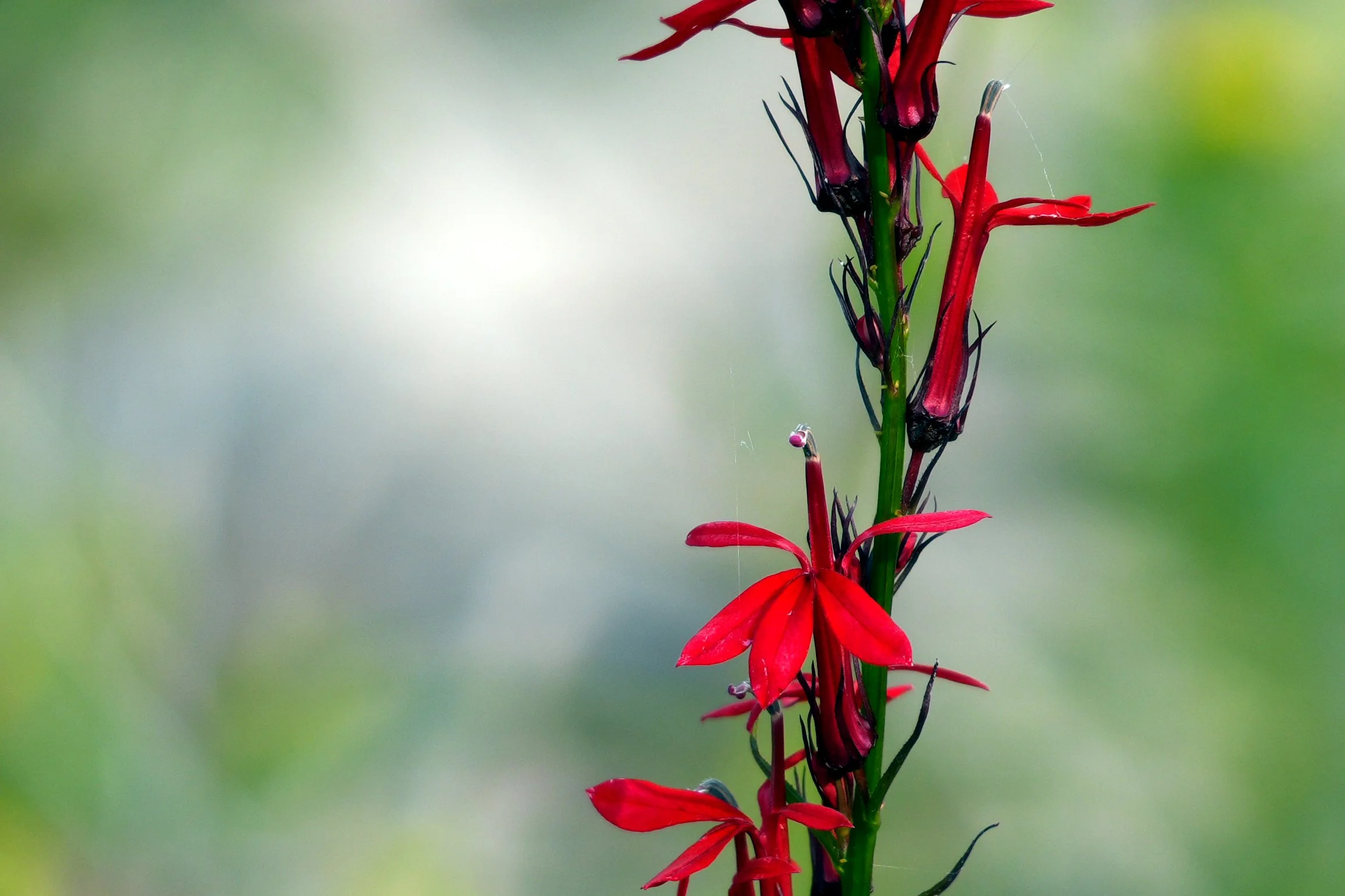 Cardinal flower, along Cyprus Lake Trail