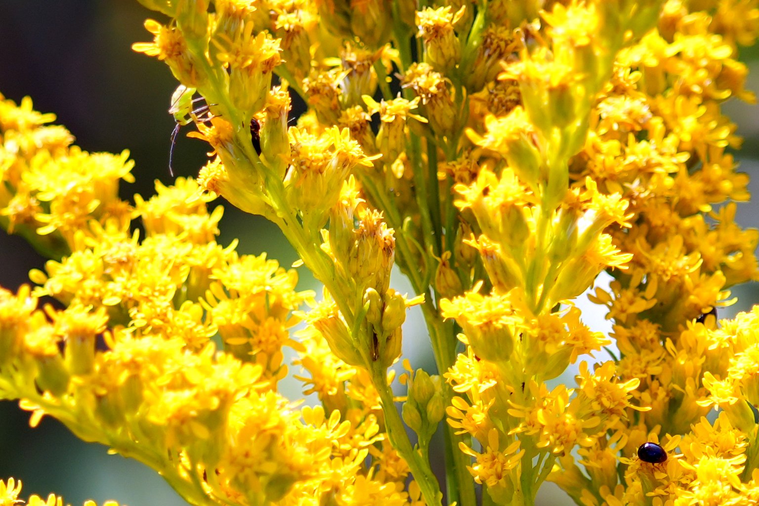 Missouri goldenrod along Bruce Trail east of Little Cove