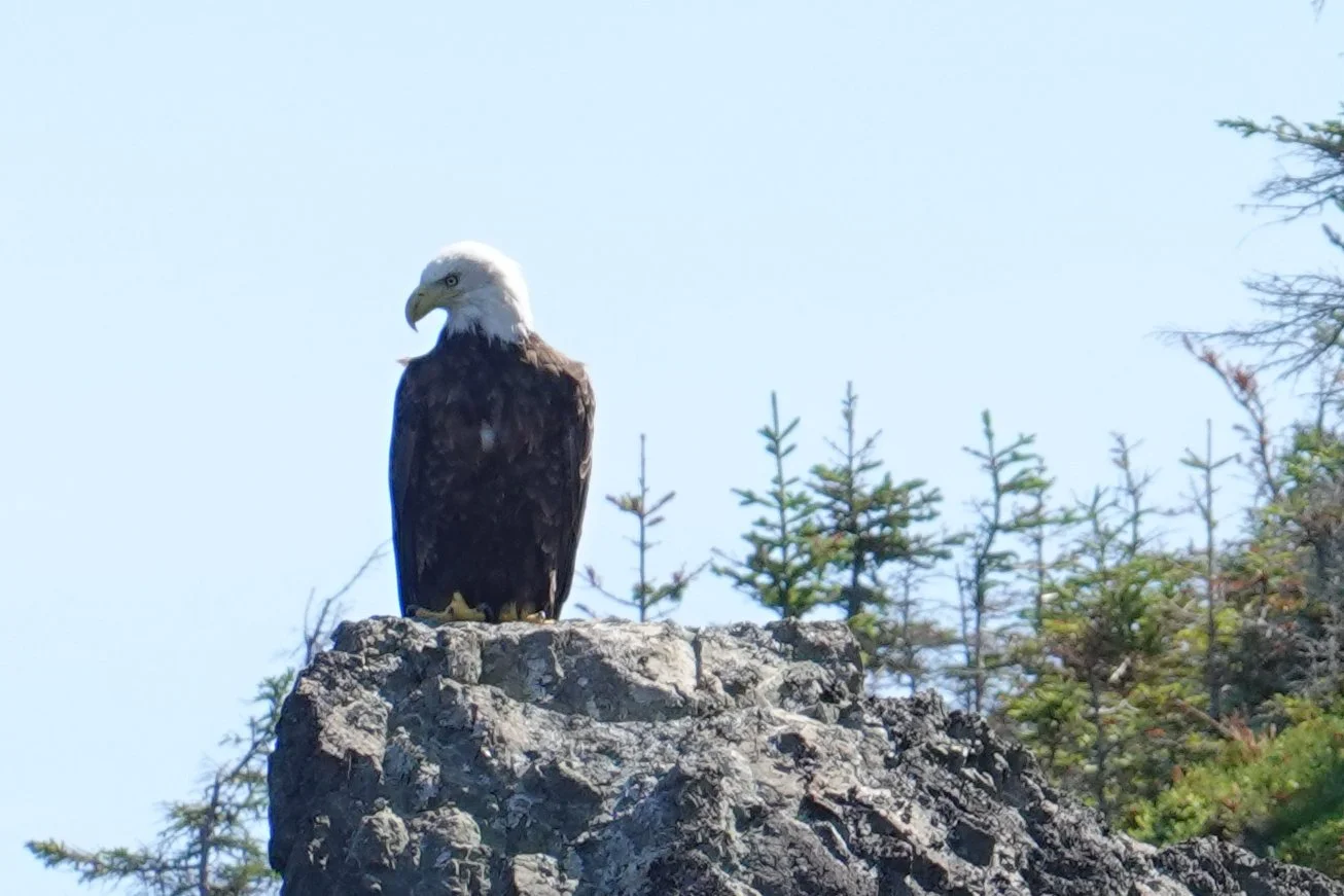 Bald eagle in Burton Cove