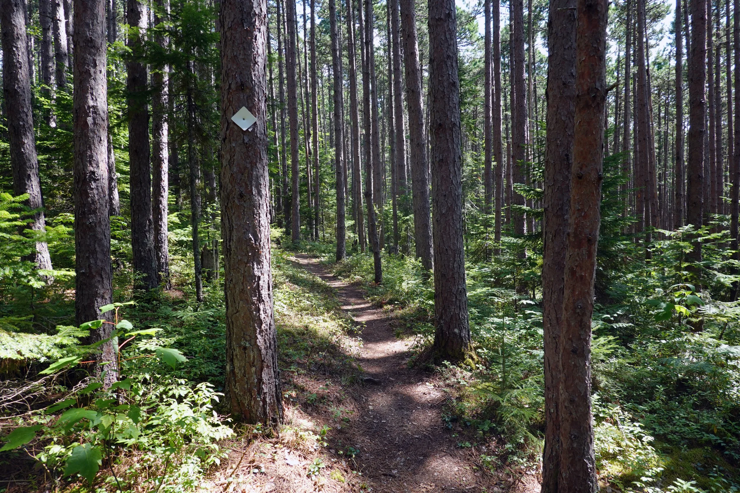 Pine Point Trail