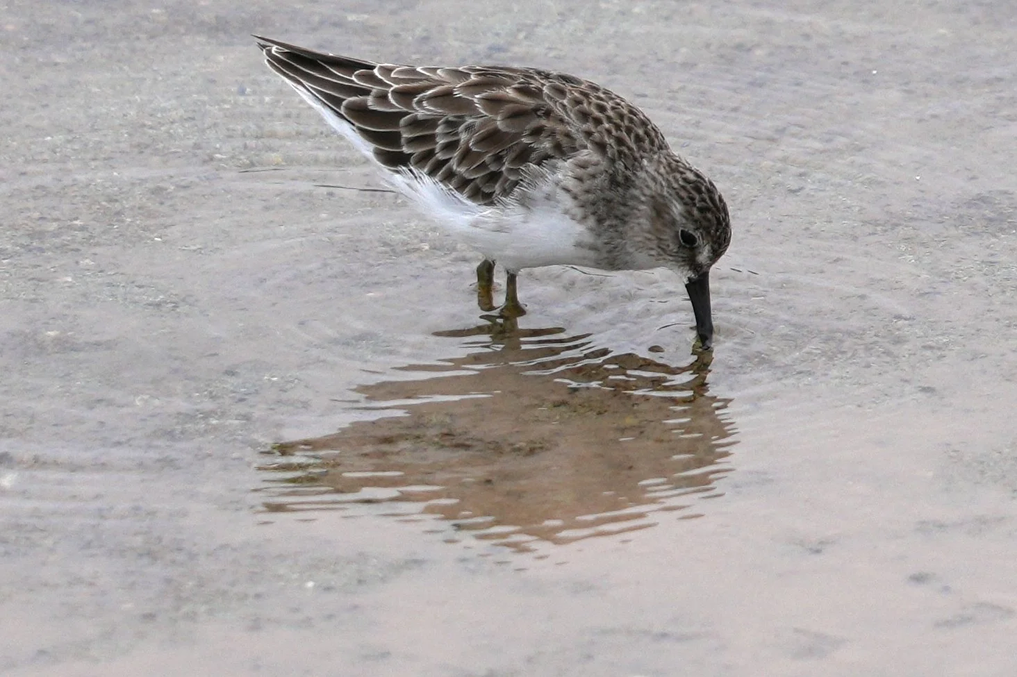 Sanderling