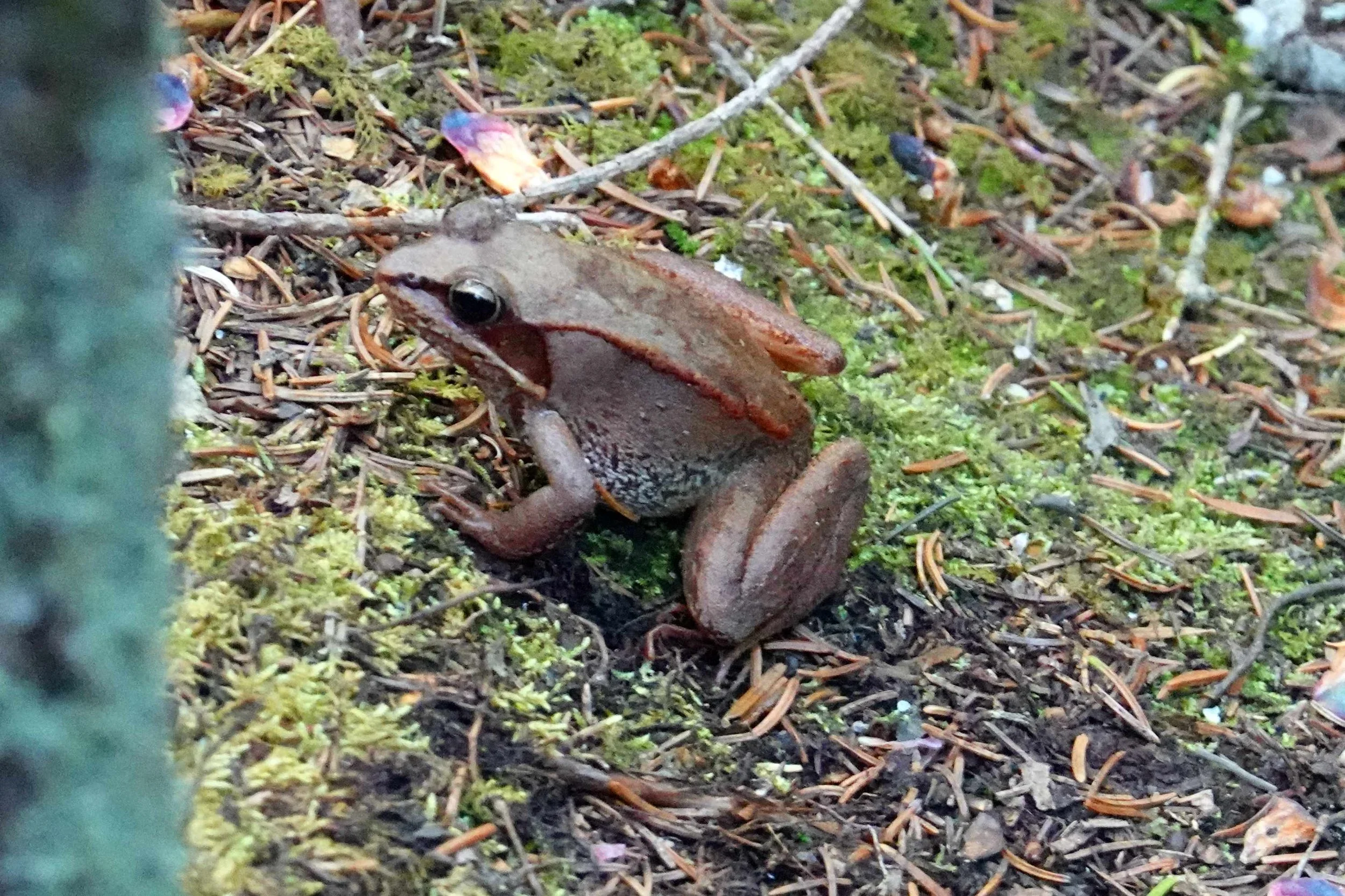 Wood frog in Chignecto recreation area