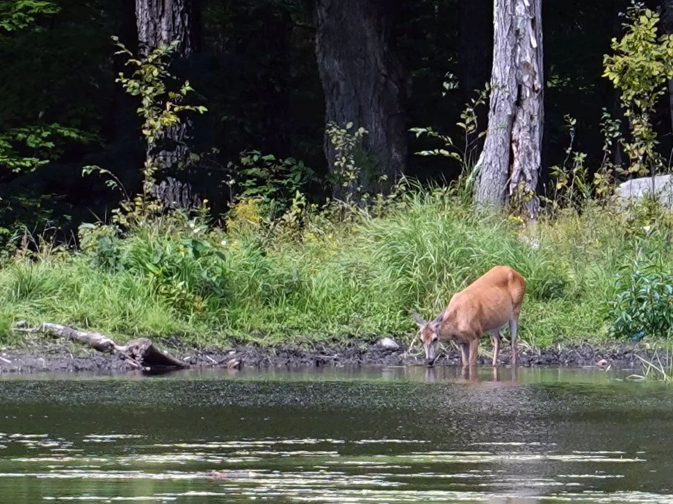 White-tailed deer along Arkon Lake Loop