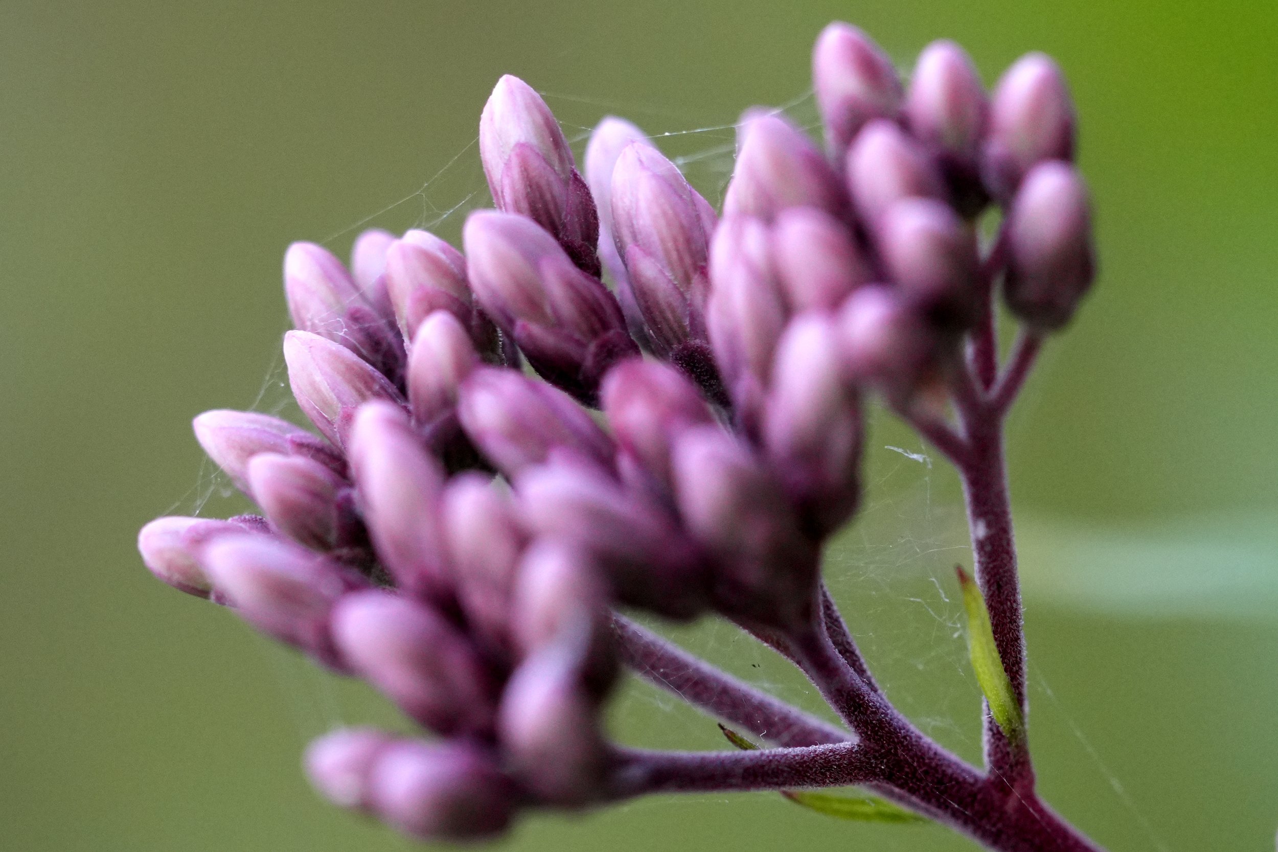 Joe-Pye weed