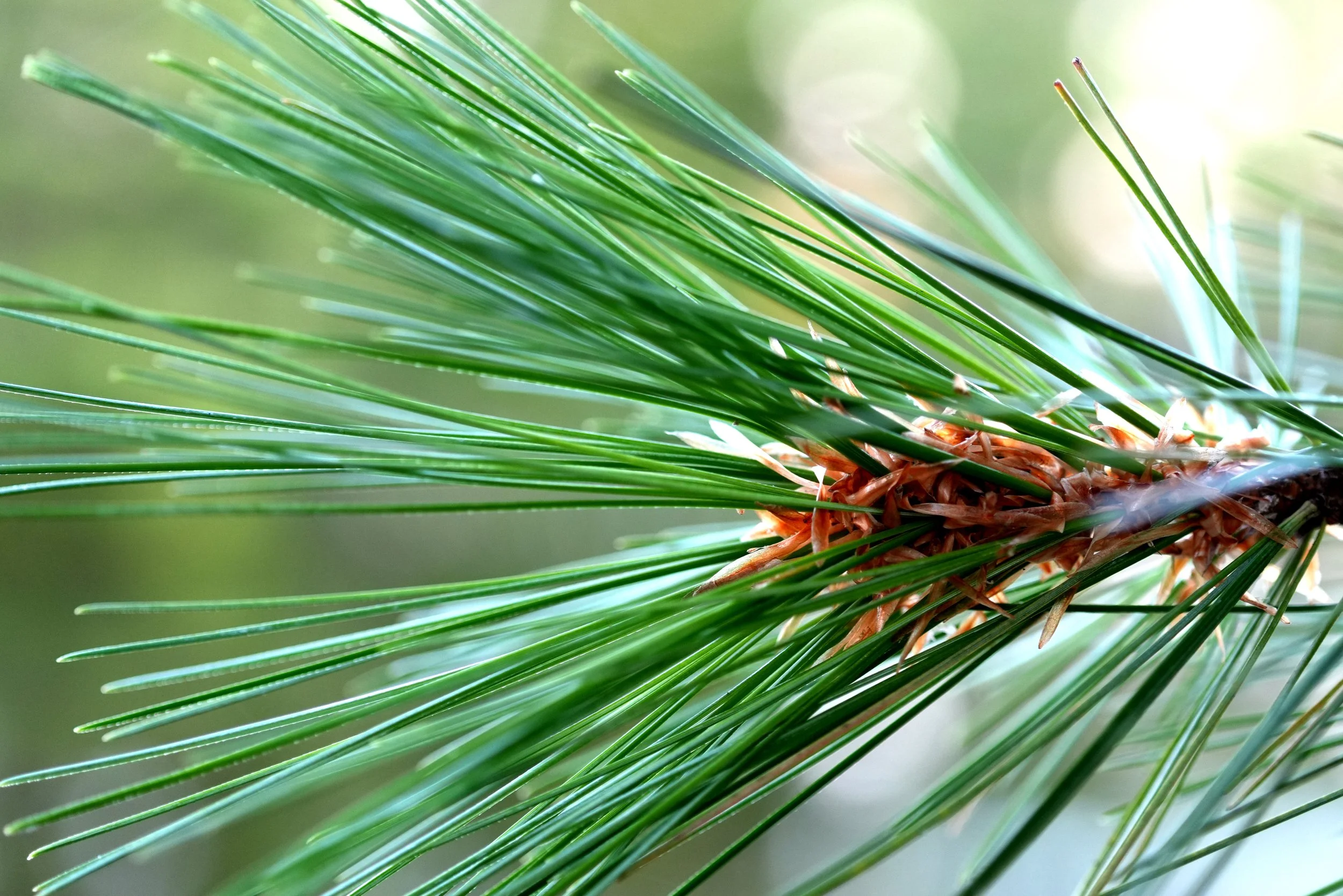 Eastern white pine at Birch Beach