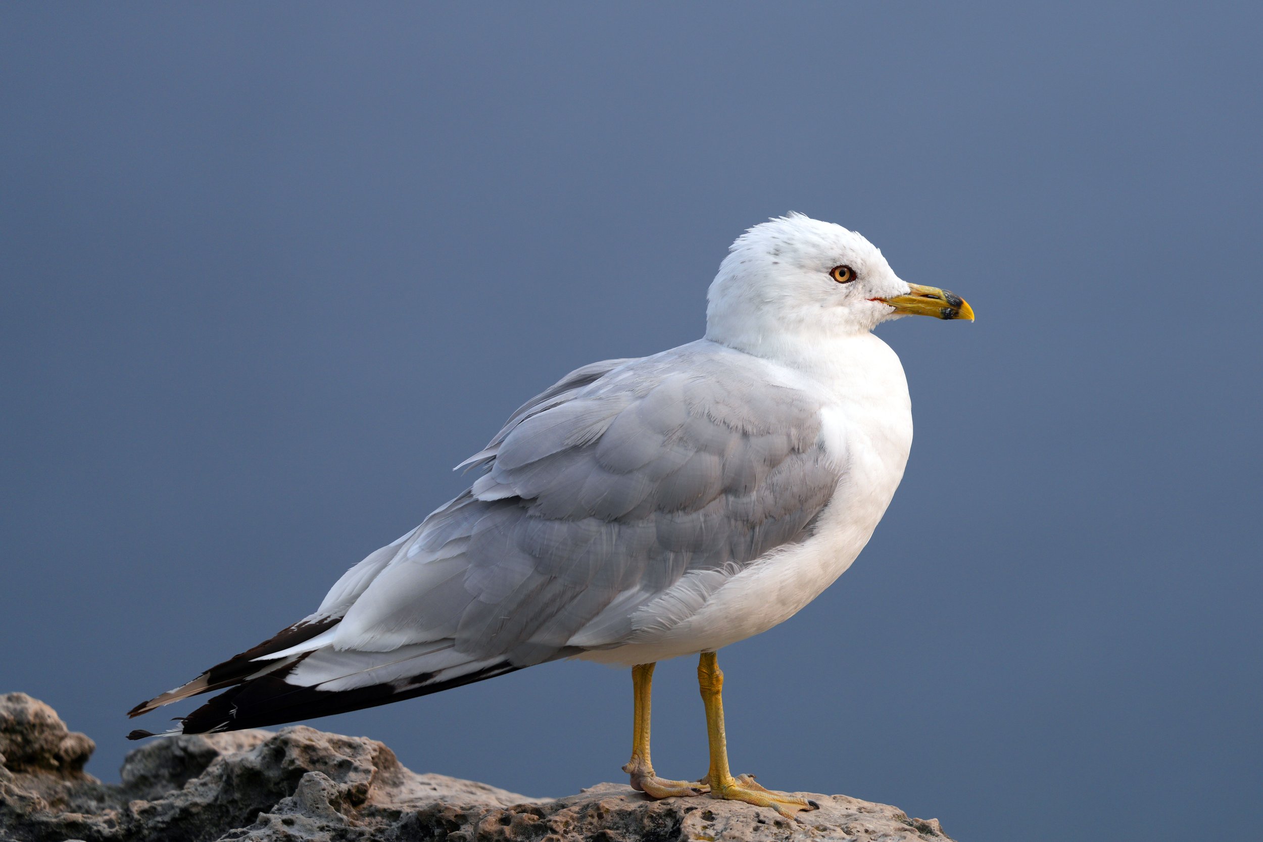 Ring billed gull, near The Grotto, Bruce Trail