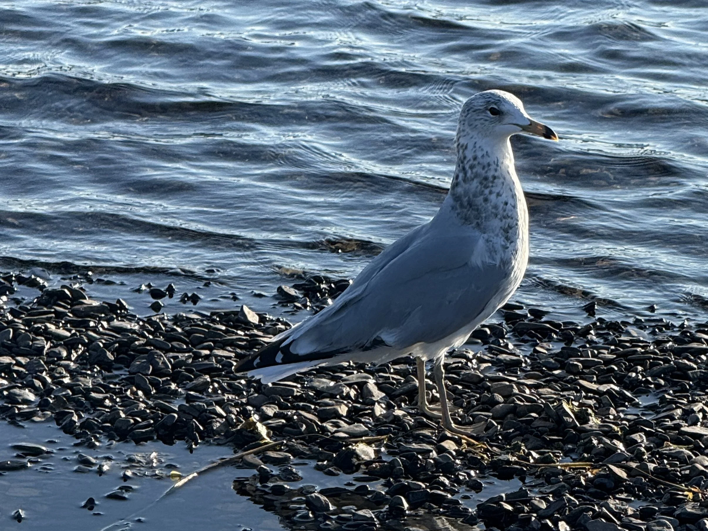 Ring-billed gull along shore of Big Nictau Lake