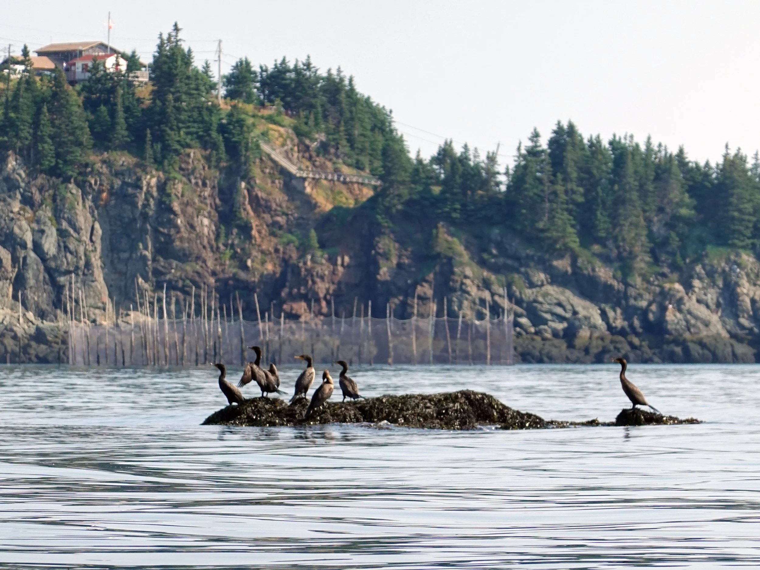 Cormorants at North Head