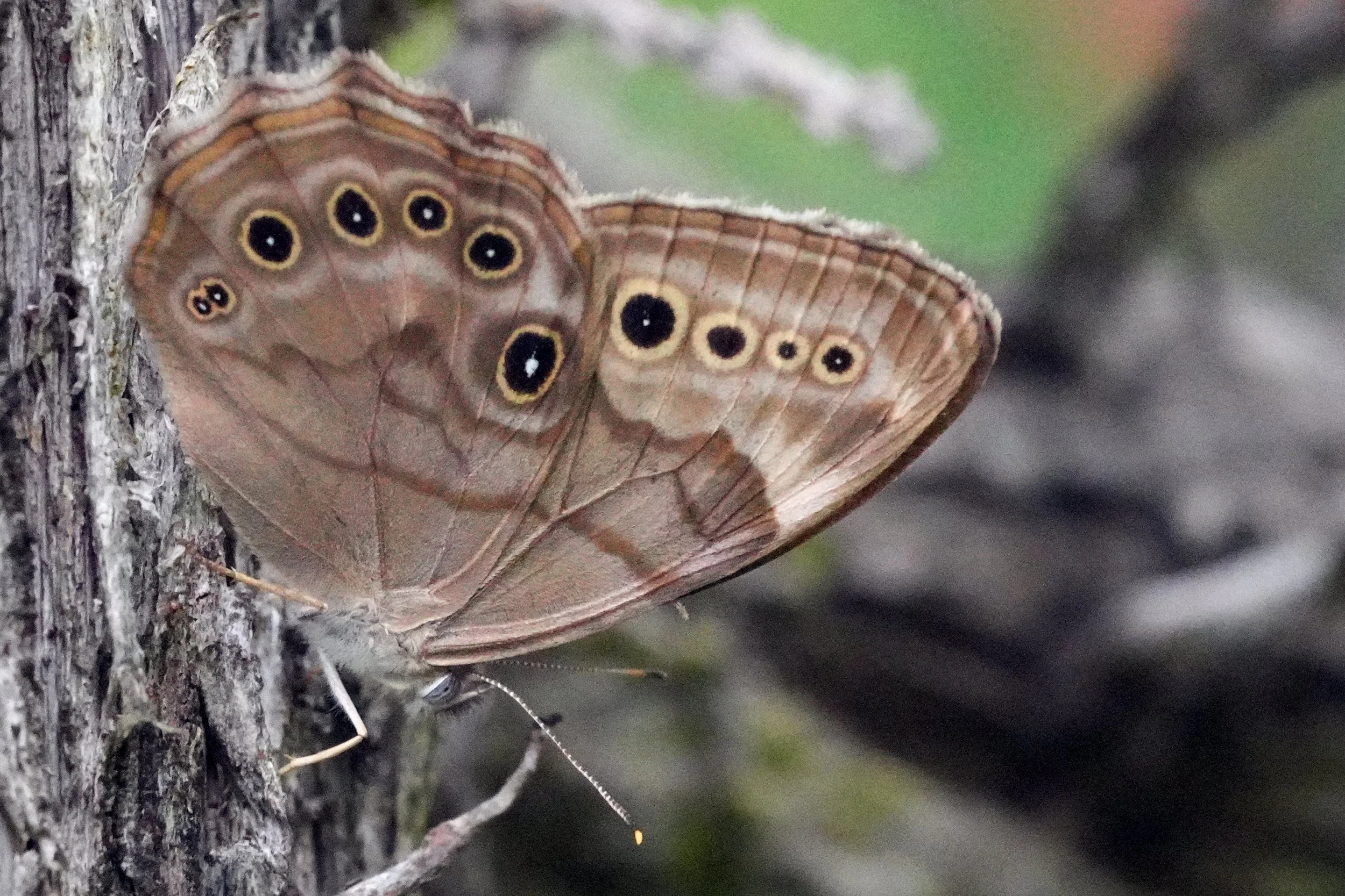 Northern Pearly-eye on Lands End Park Dale's Trail