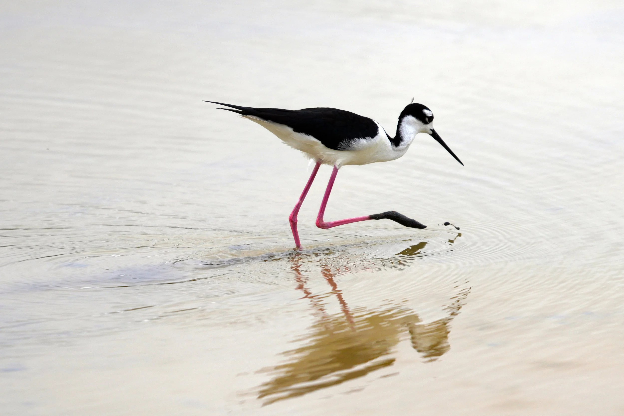 Black-necked stilt