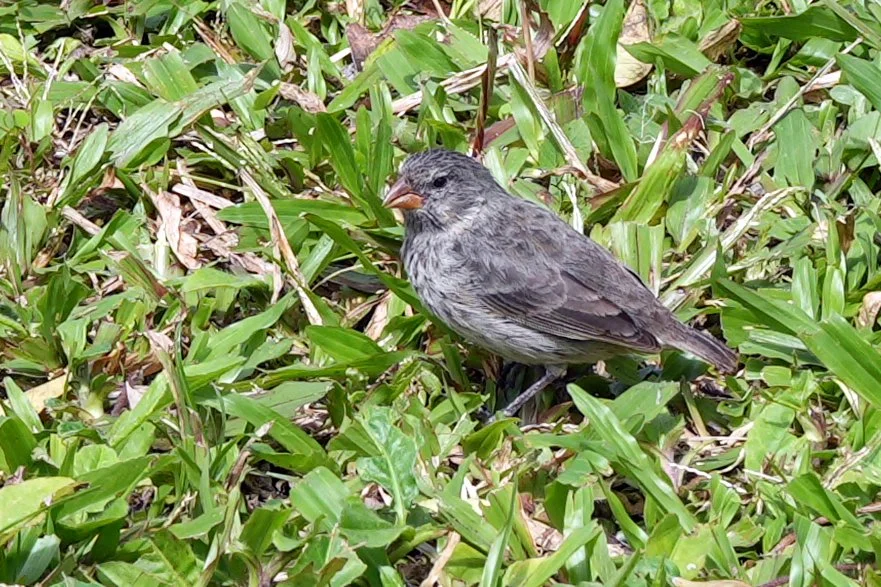 Small tree-finch