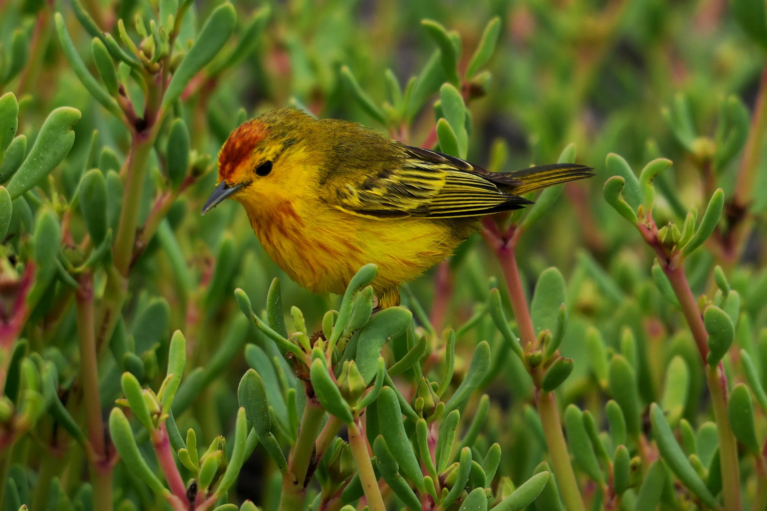 Galapagos yellow warbler