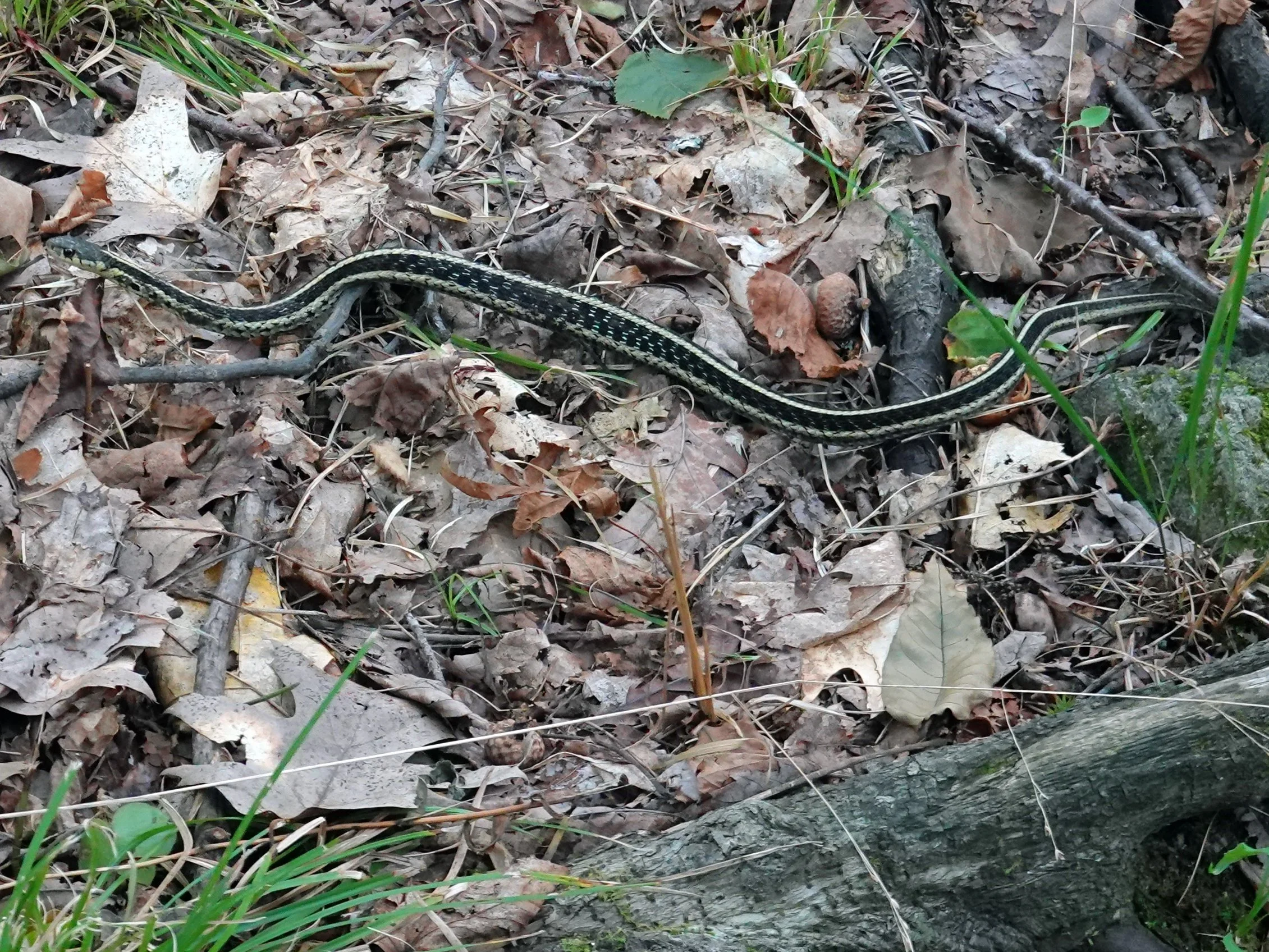 Eastern garter snake along Arkon Lake Loop
