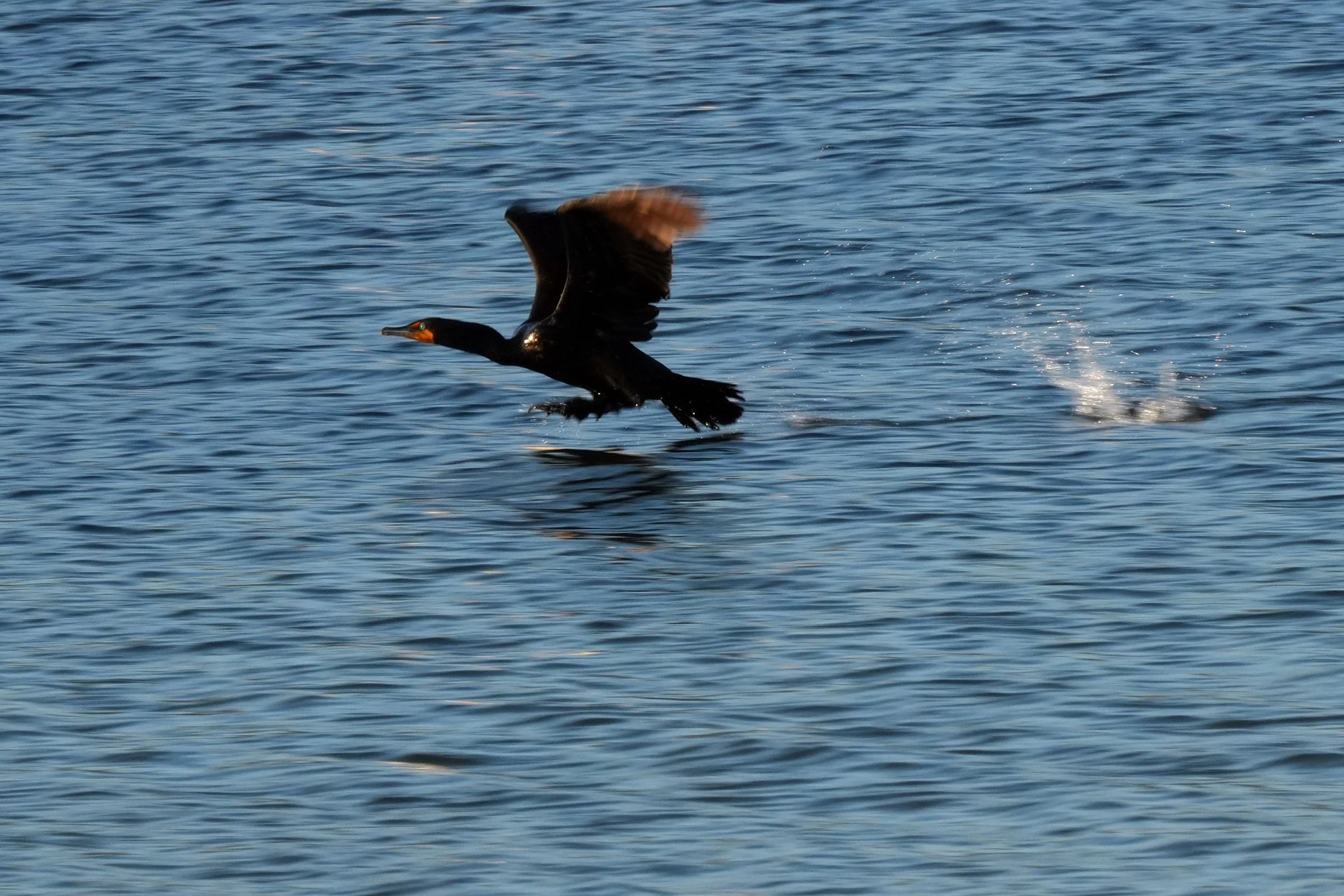  Double-crested cormorant takes flight on Hay Bay