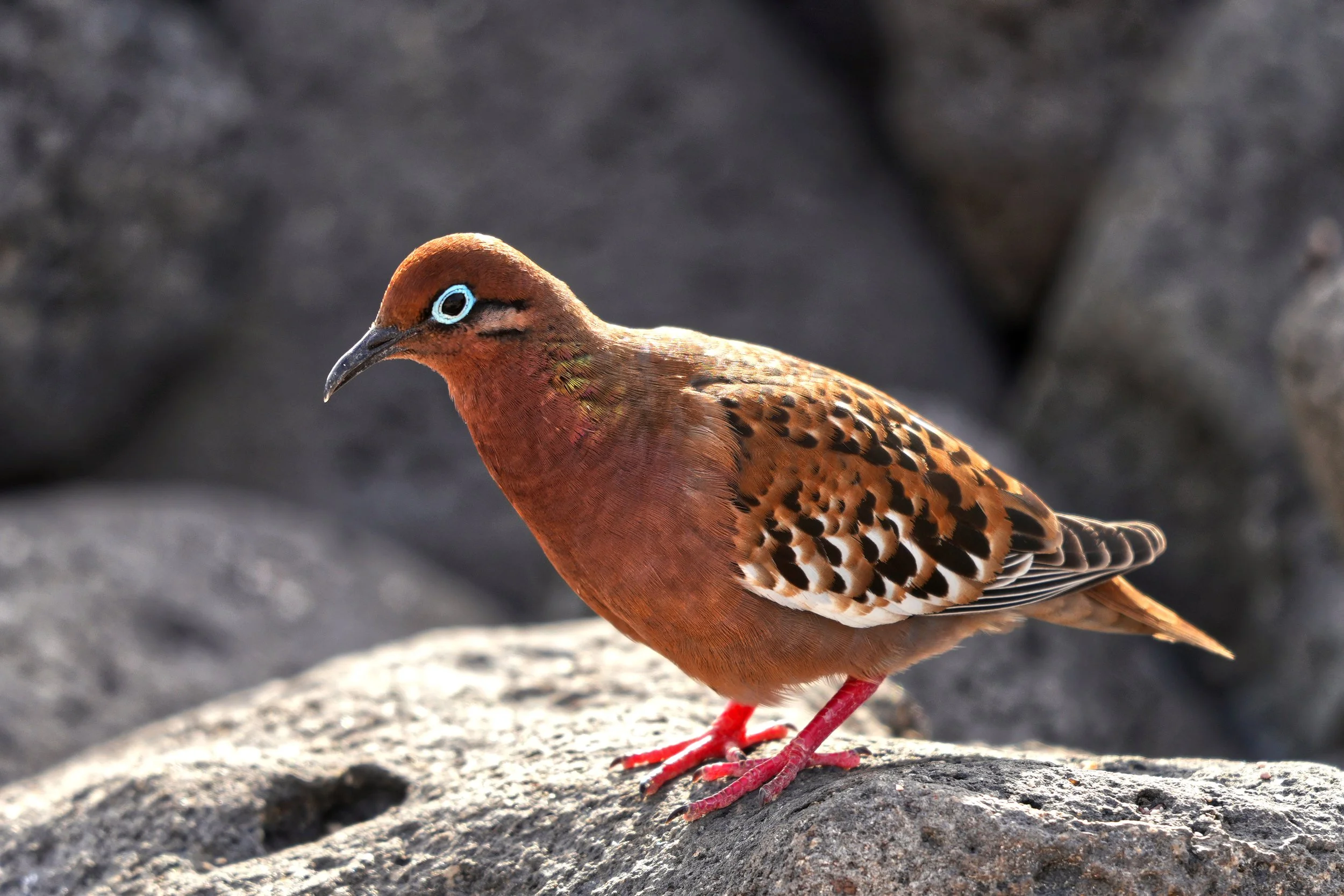 Galápagos dove 