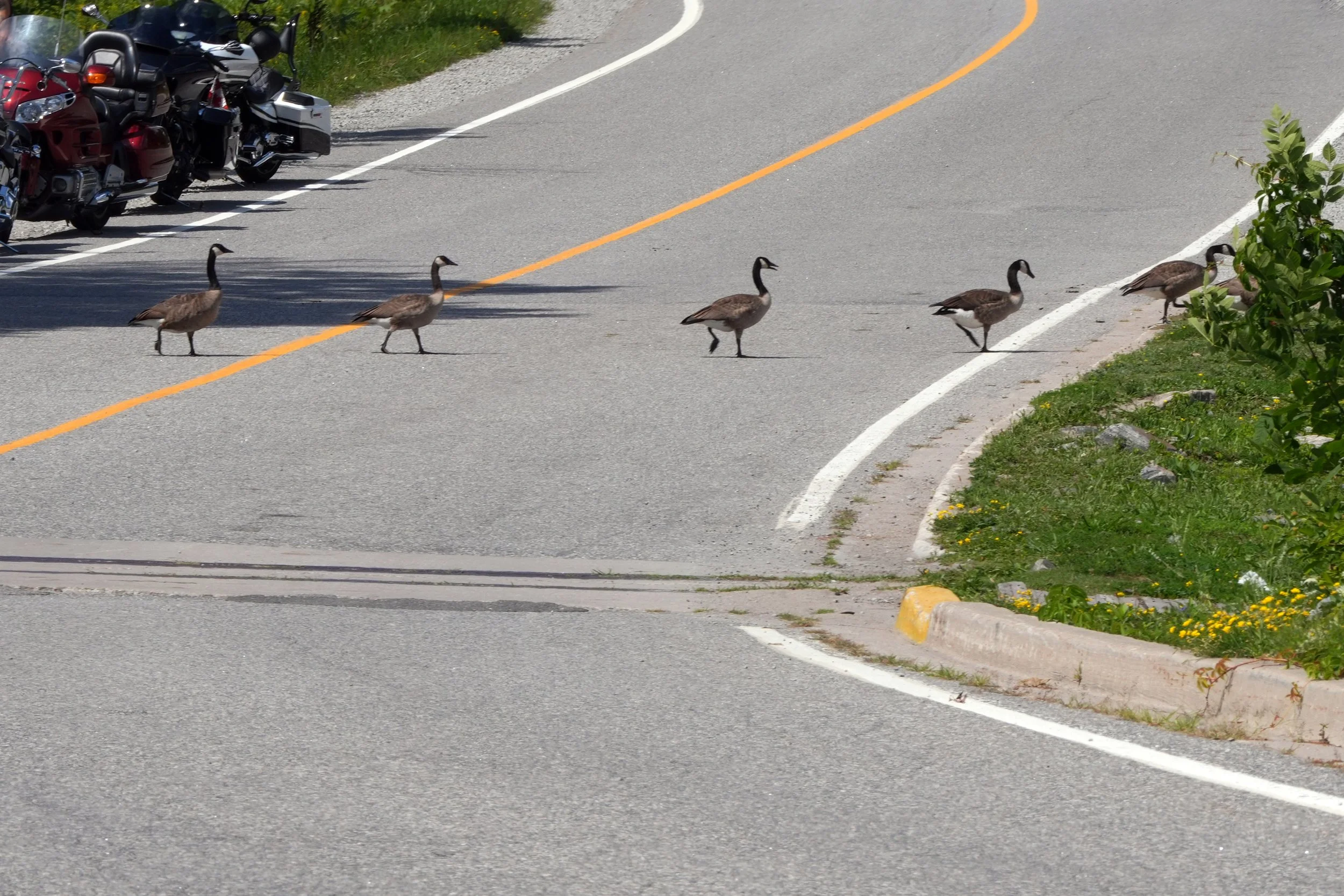 Abbey Road (aka Upper Big Chute Road)
