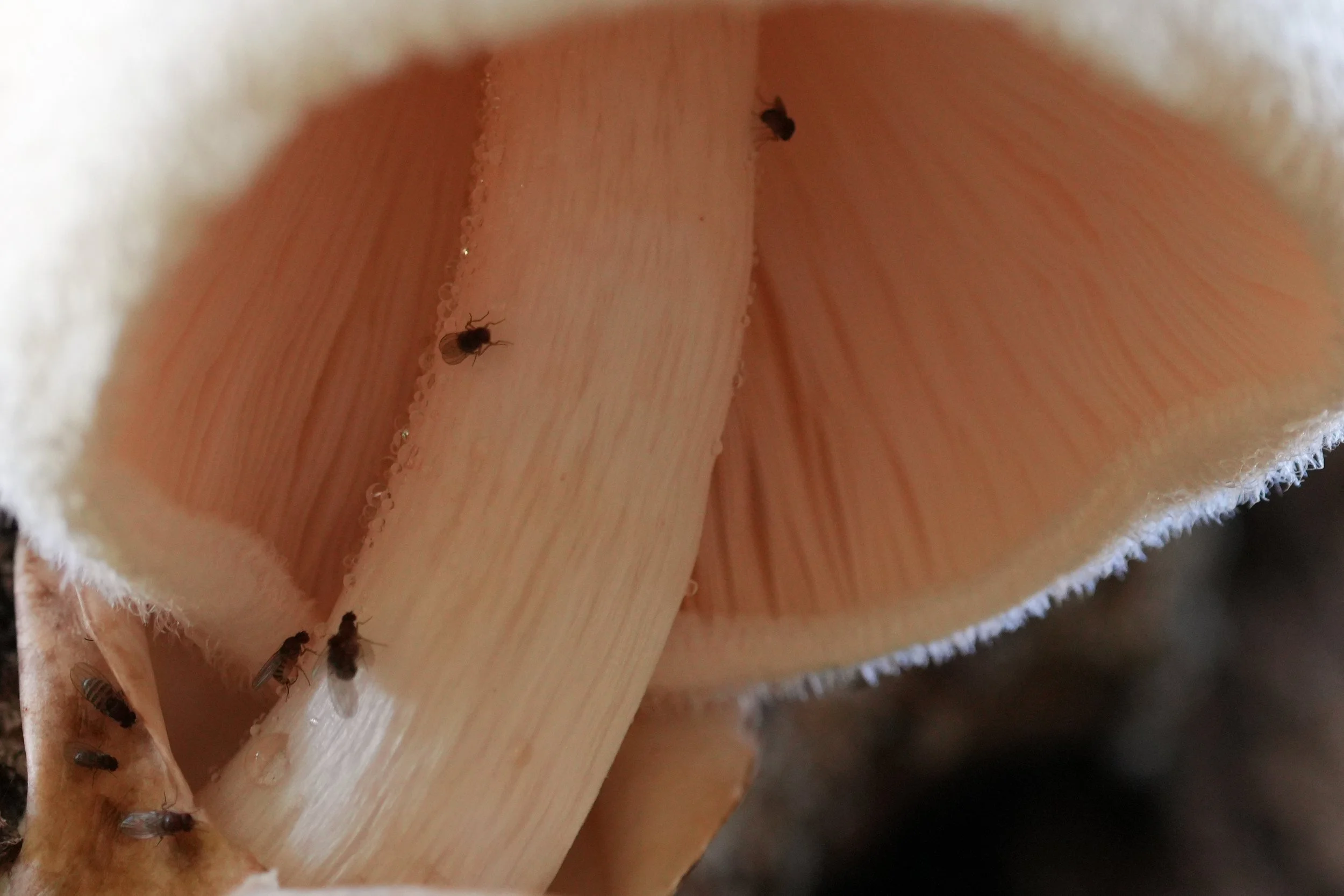 Underside of silky rosegill along Yellow Blaze Trail