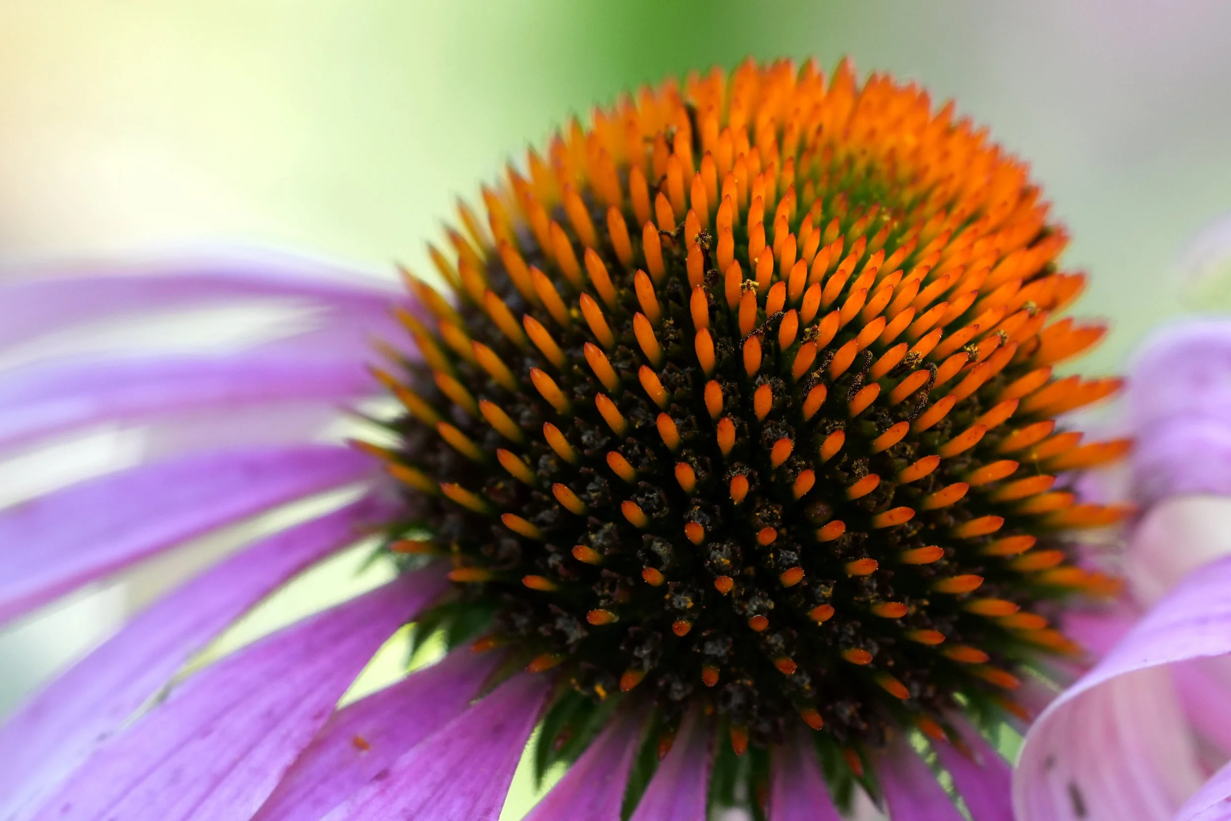 Purple coneflower at Cedar Spring