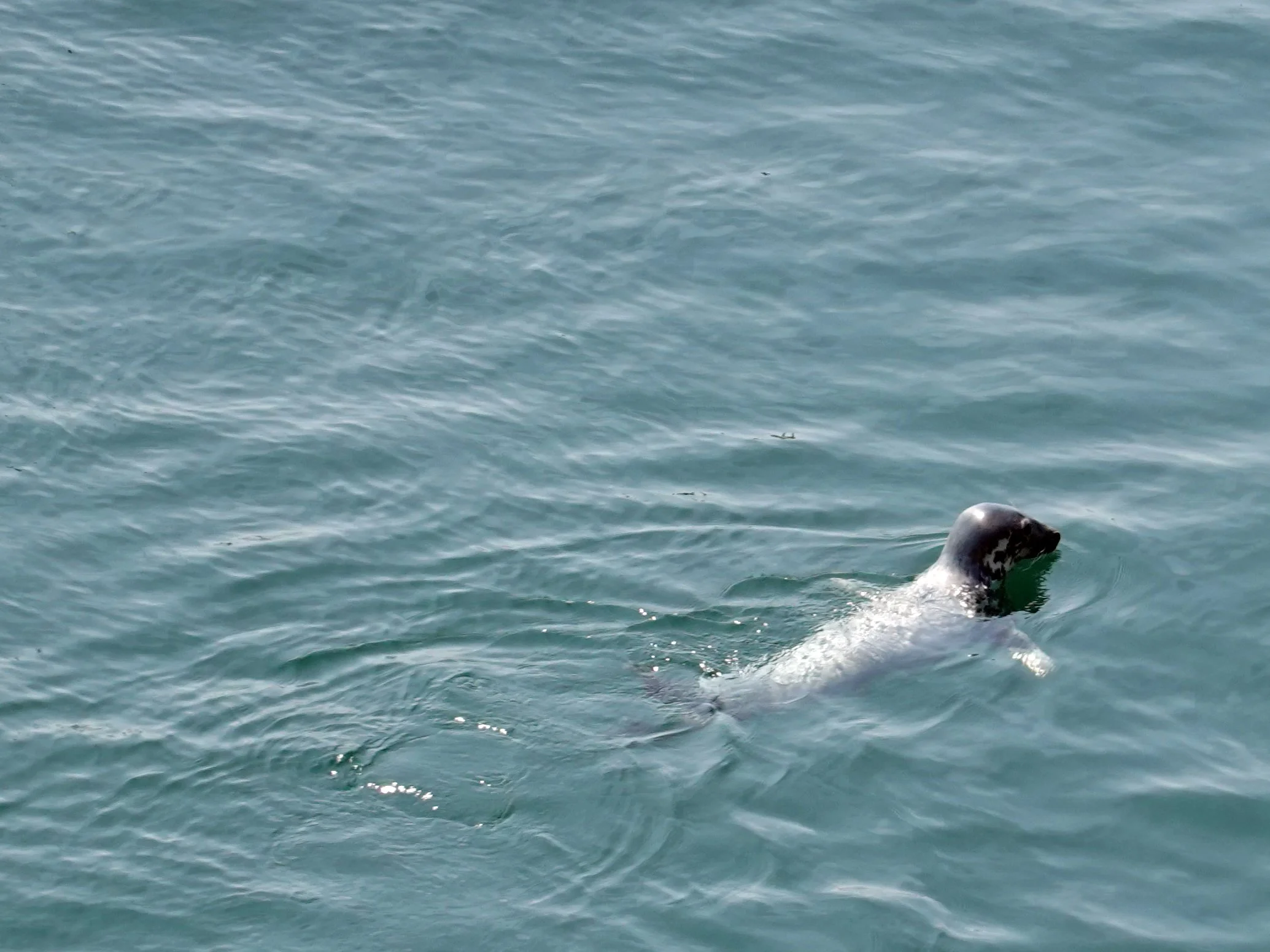 Harbour Seal near North Head