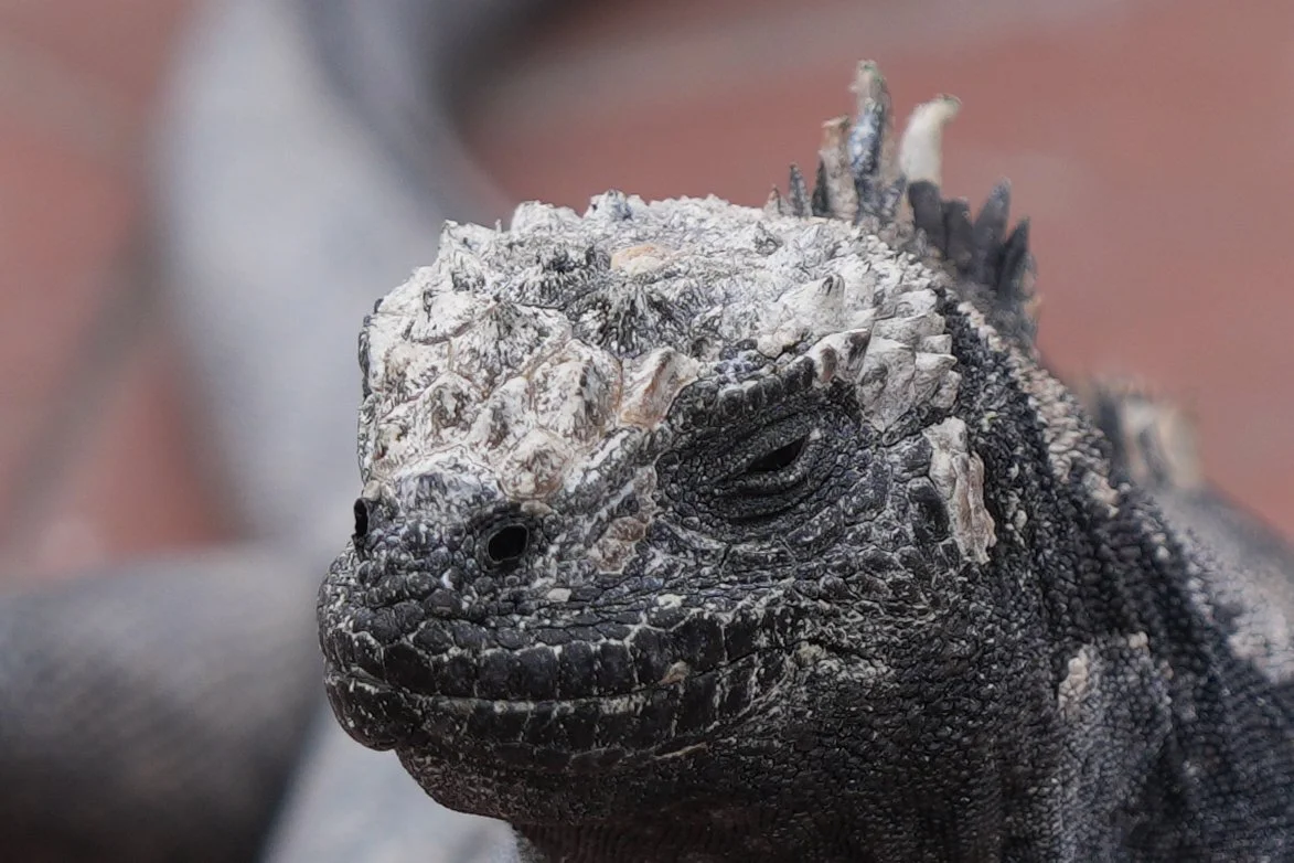 Marine iguana