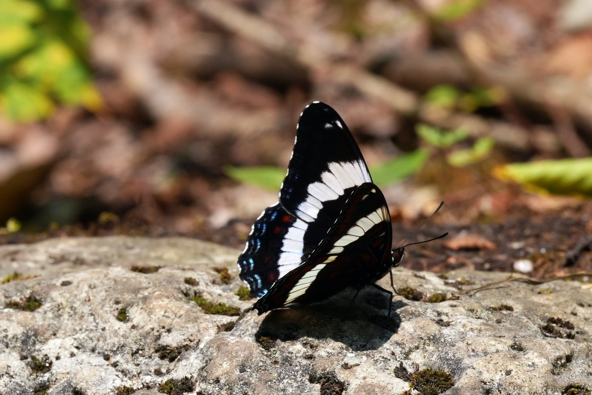 White Admiral along Bruce Trail near McCurdy Trailhead