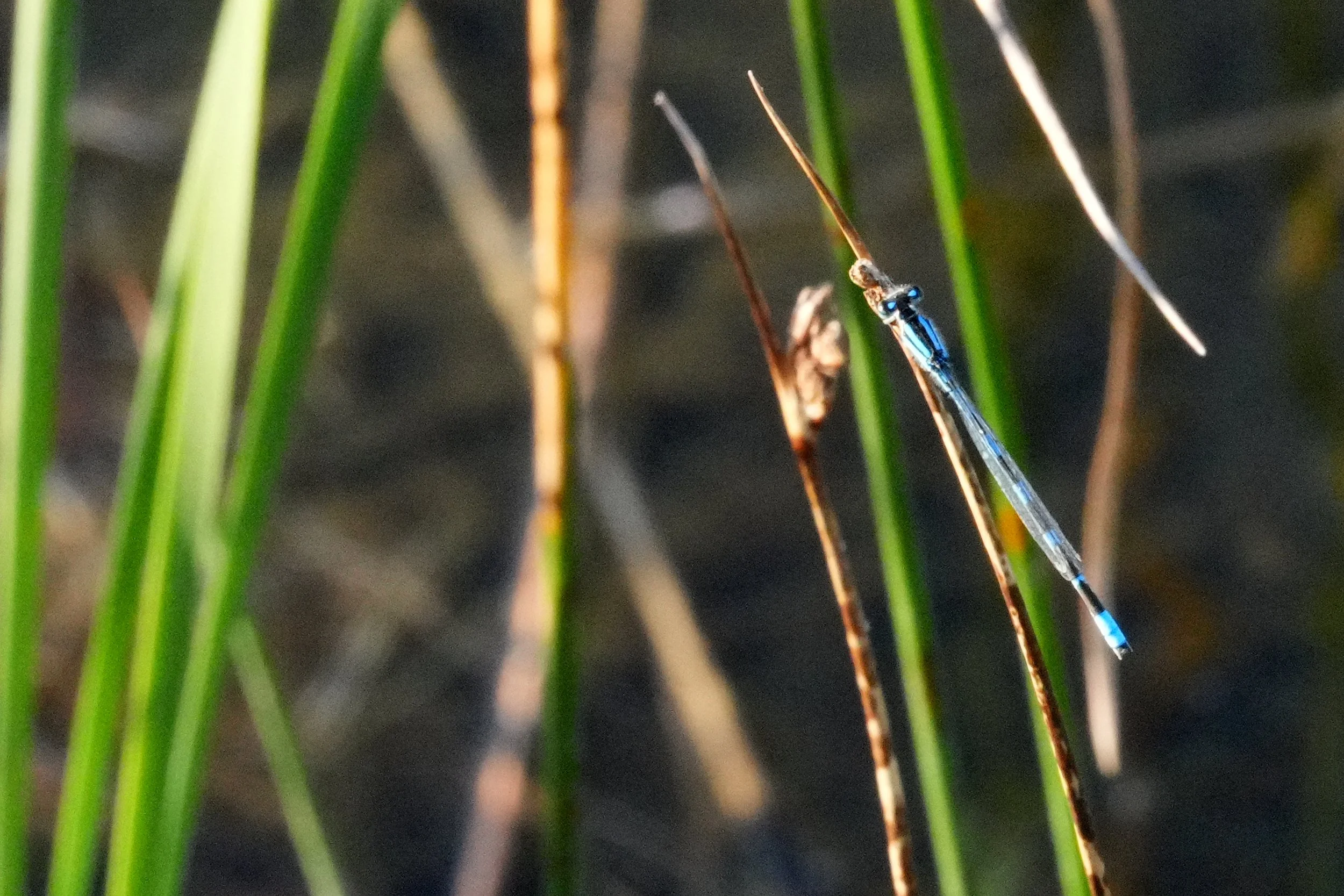 Damselfly along shore of Hay Bay