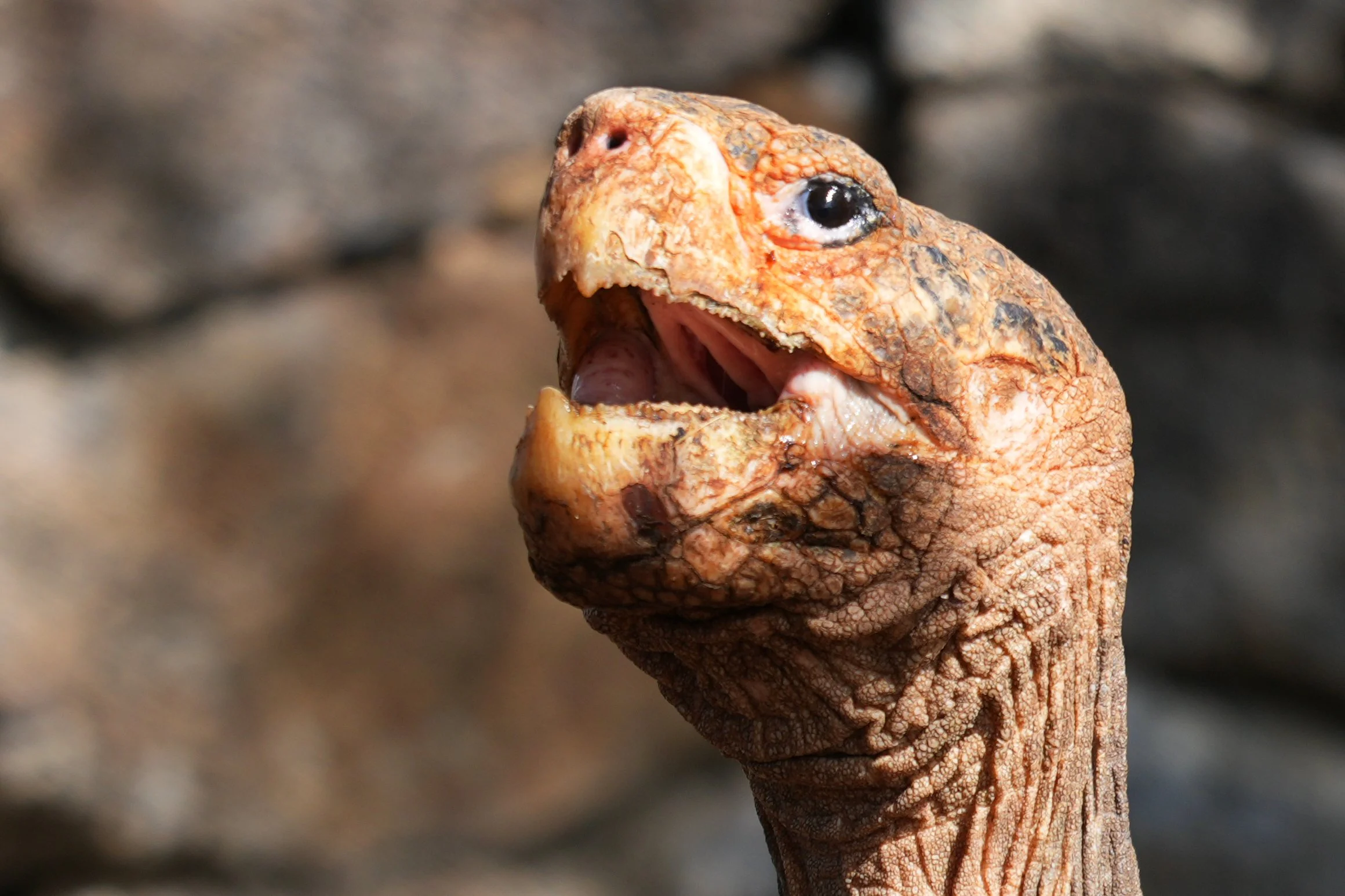 Galápagos giant tortoise