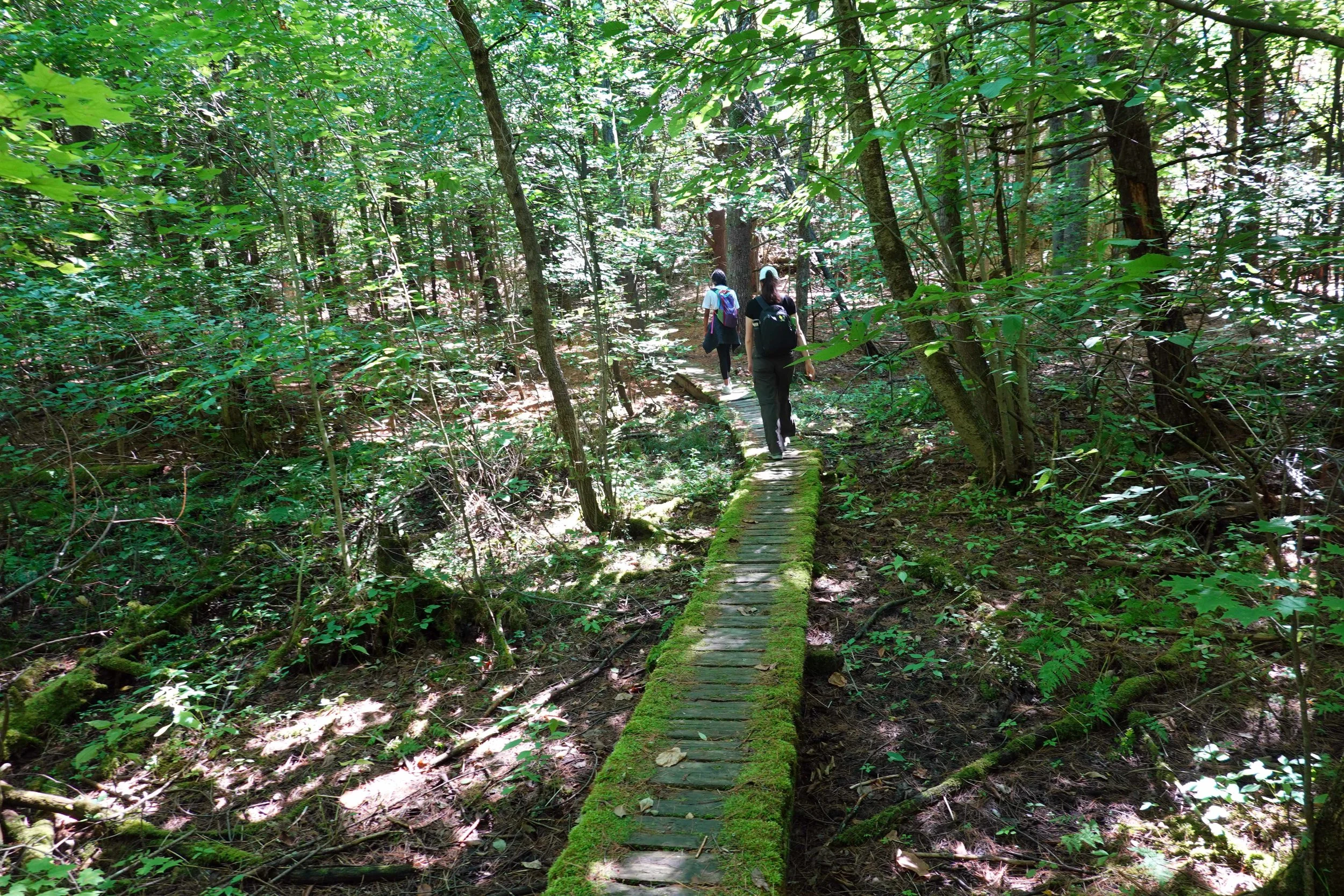 Wolfe Trail