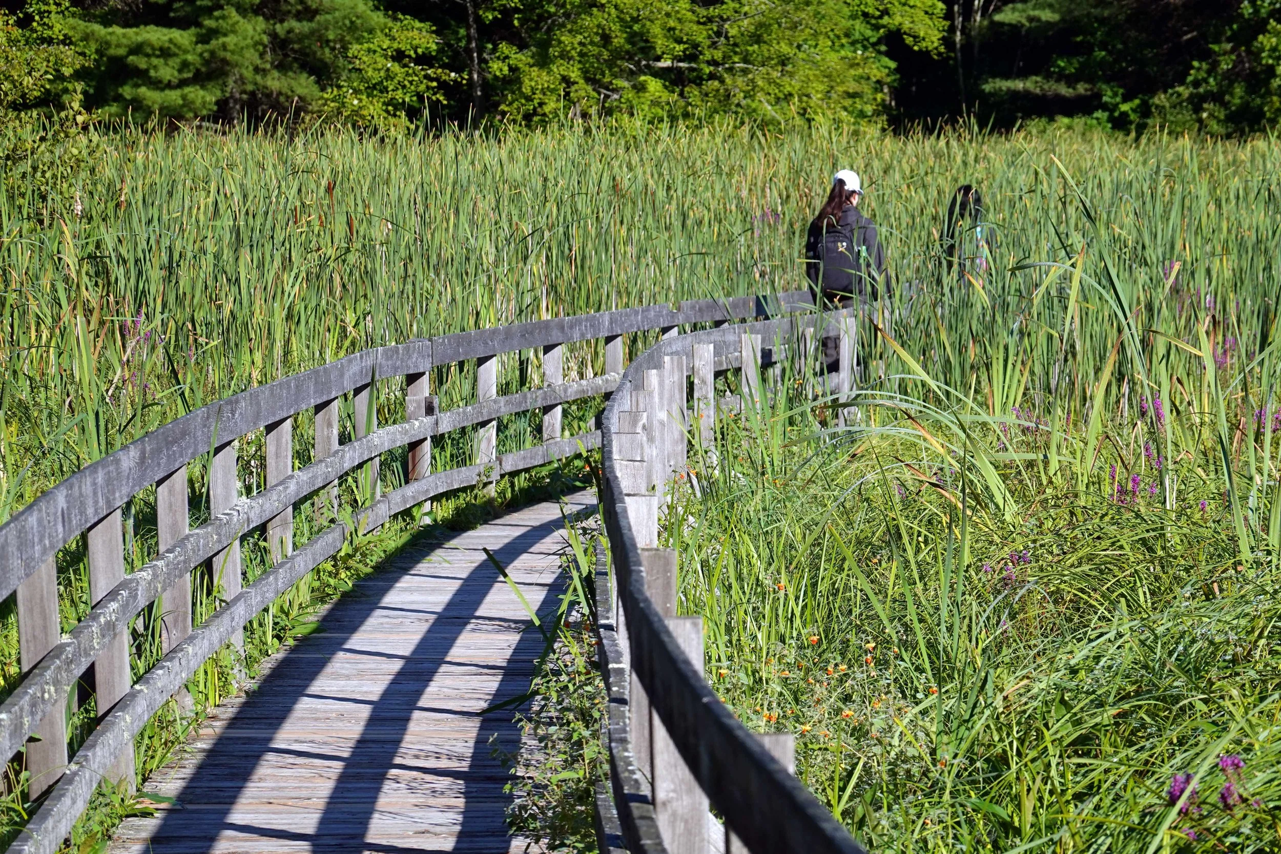 Jones Creek trails, boardwalk off Heron Loop