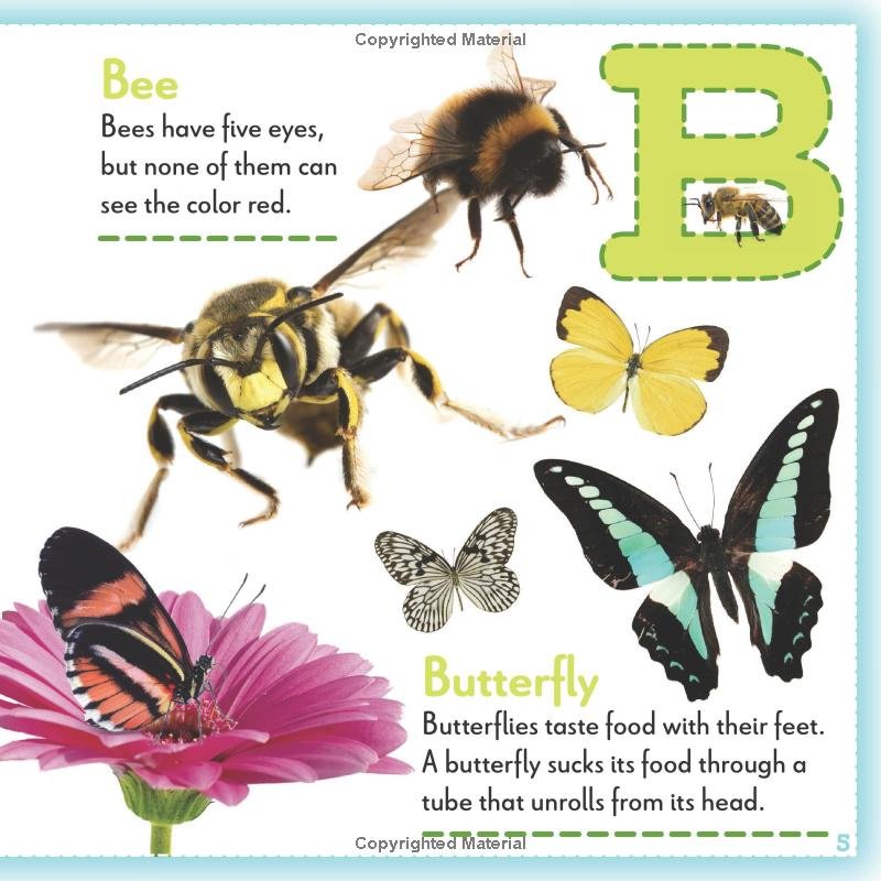 Bugs A to Z - B.jpg