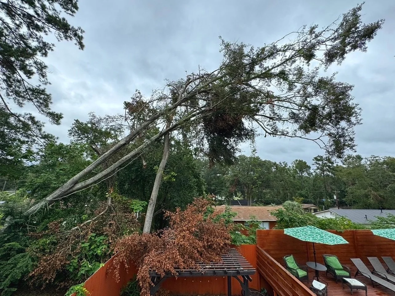 Love's Tree Care gallery 6