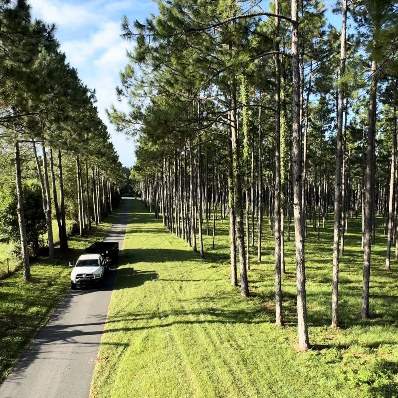 Love's Tree Care gallery 9